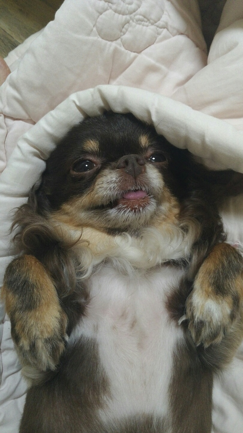 평택치와와 나나(구 계피) 2주년 조금넘은 후기예요 ~