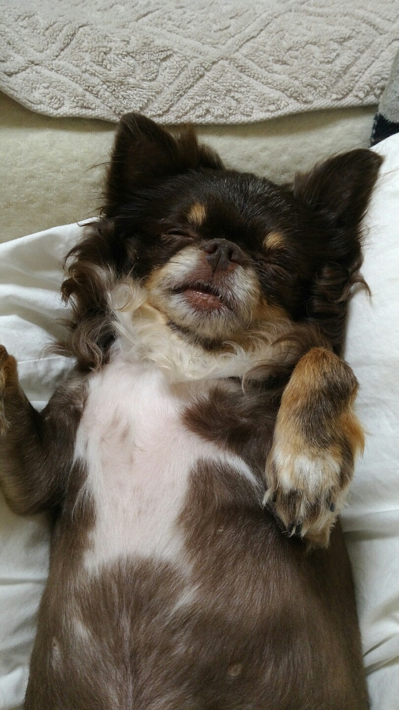 평택치와와 나나(구 계피) 2주년 조금넘은 후기예요 ~