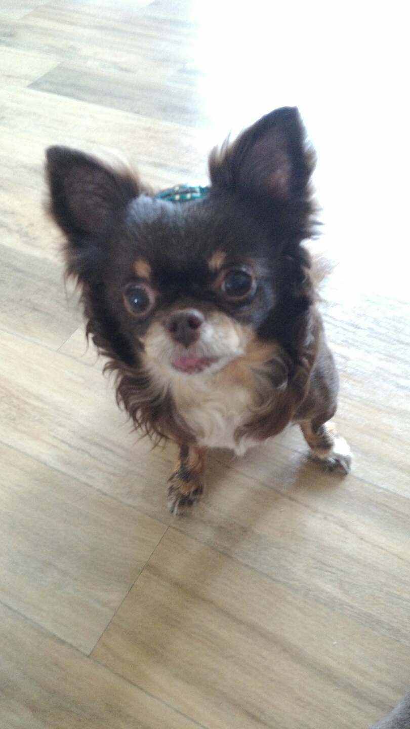 평택치와와 나나(구 계피) 2주년 조금넘은 후기예요 ~