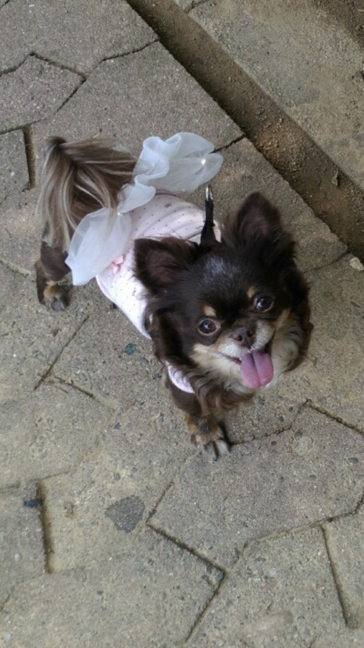 평택치와와 나나(구 계피) 2주년 조금넘은 후기예요 ~