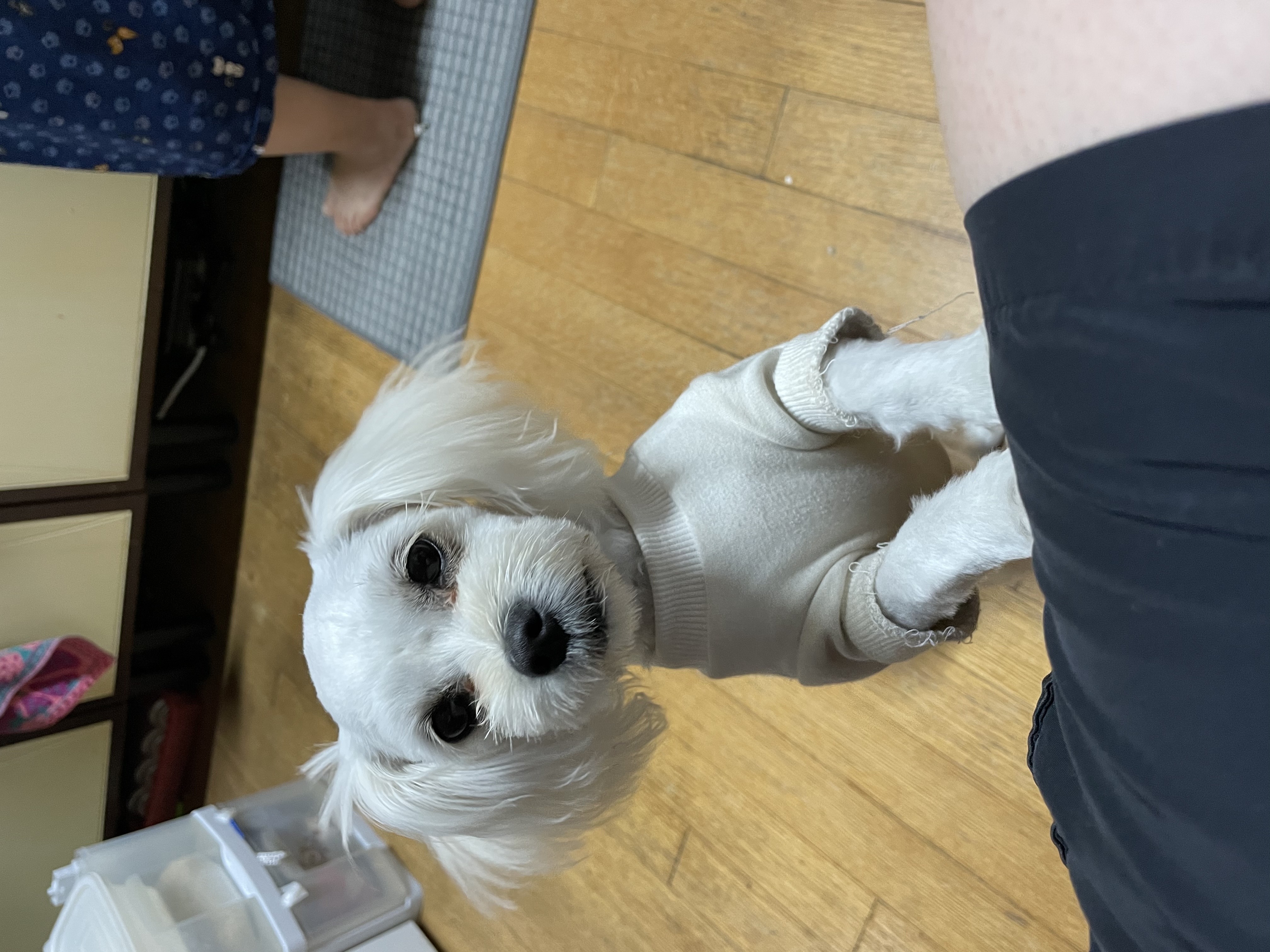 크림이(청삼이) 근황입니다~