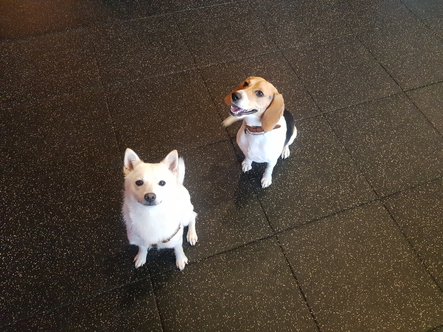 하늘이 입양 3달째(엘리나)