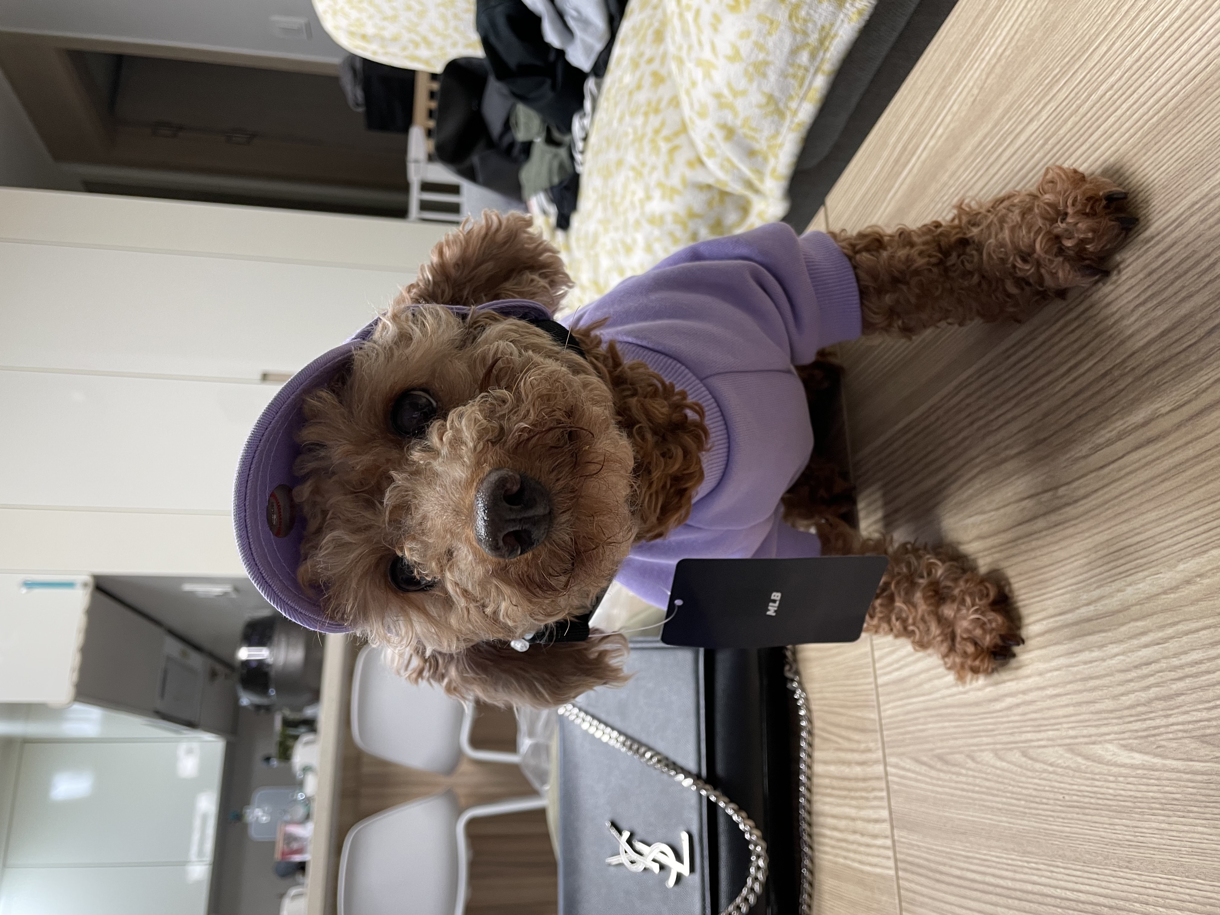 헤이즐과 가족이 된지 한달이 되었어요~