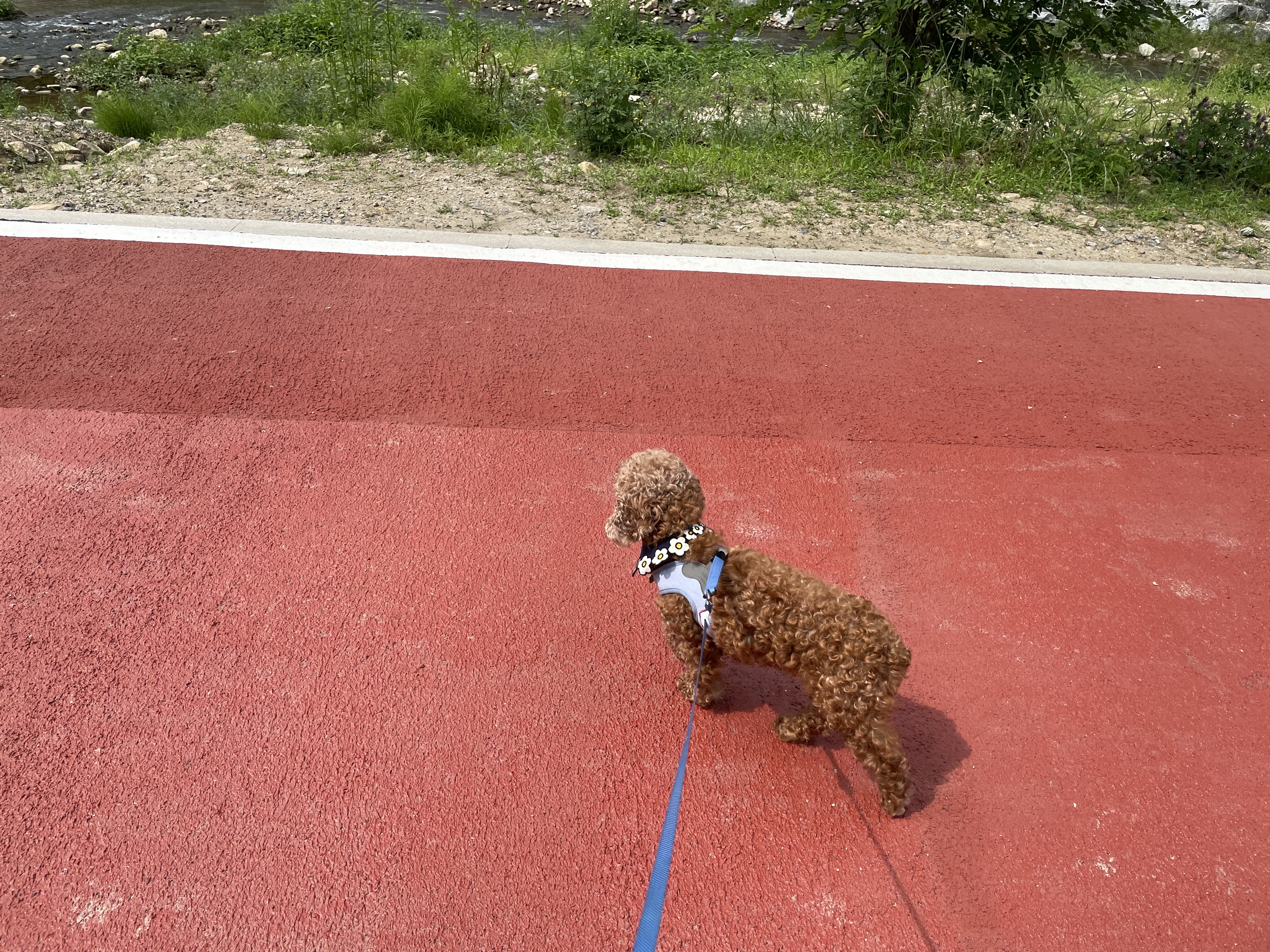헤이즐과 가족이 된지 한달이 되었어요~