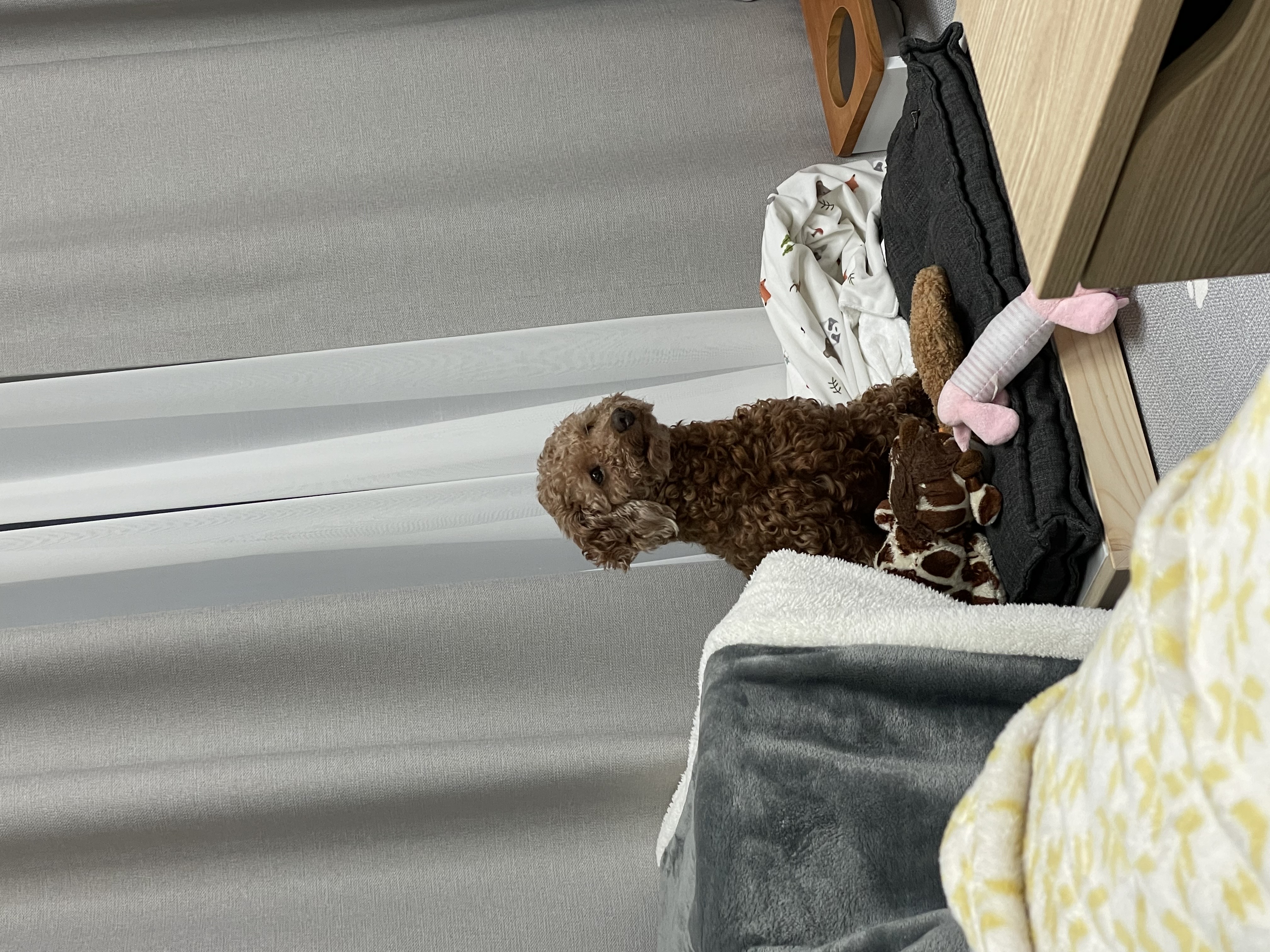 헤이즐과 가족이 된지 한달이 되었어요~