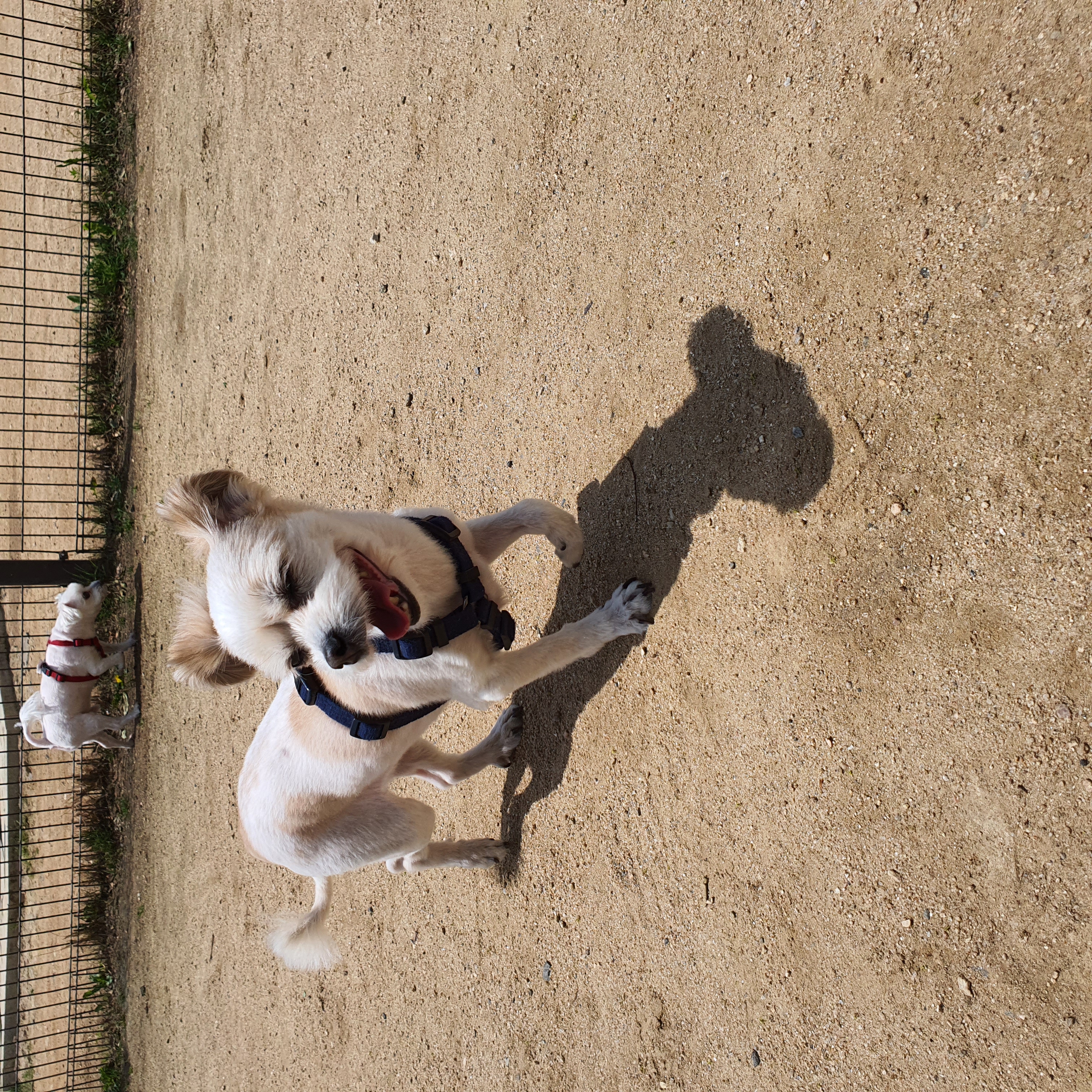 꿈이(금이)의 입양 1년 후기입니다아~