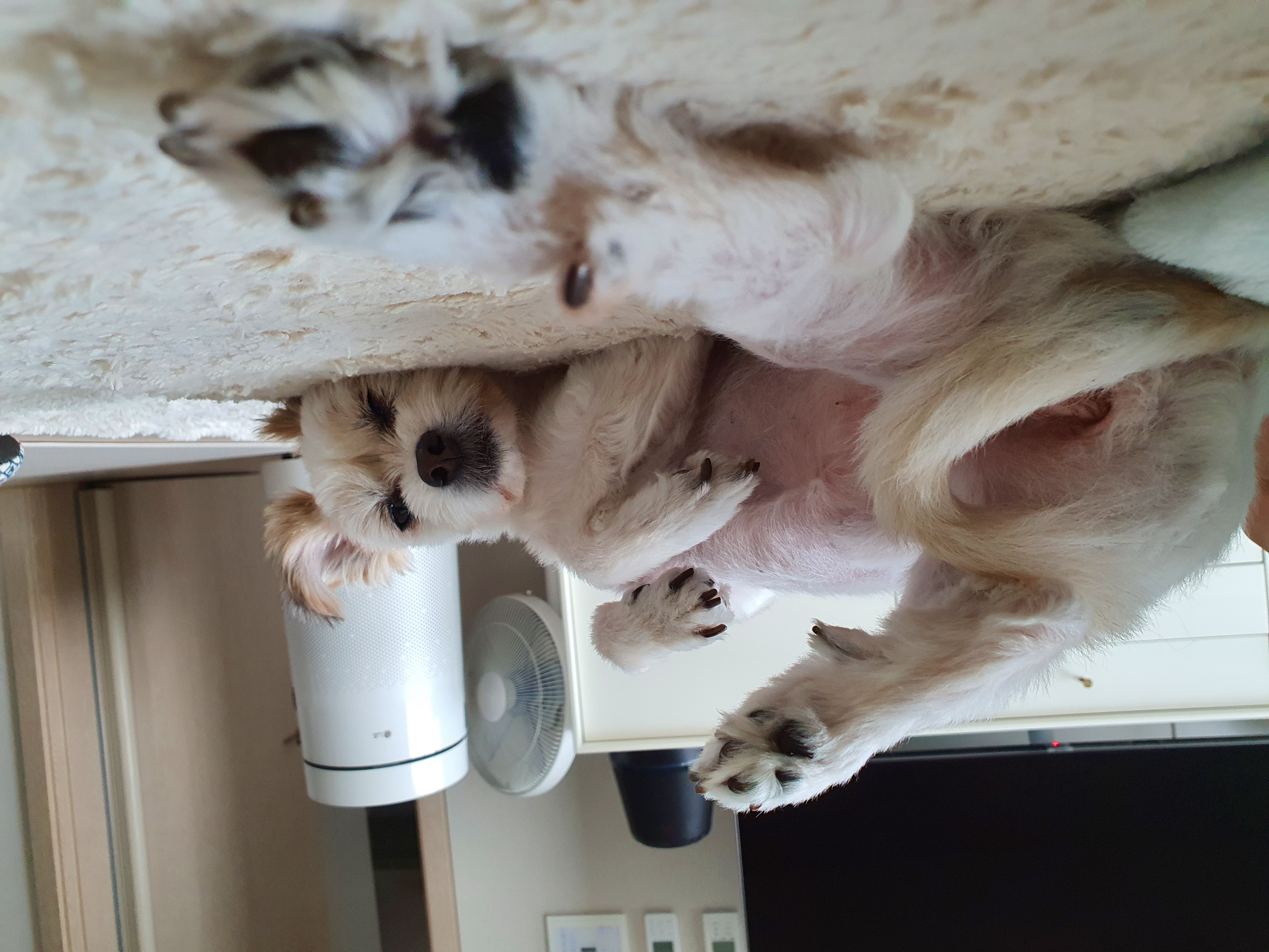 꿈이(금이)의 입양 1년 후기입니다아~