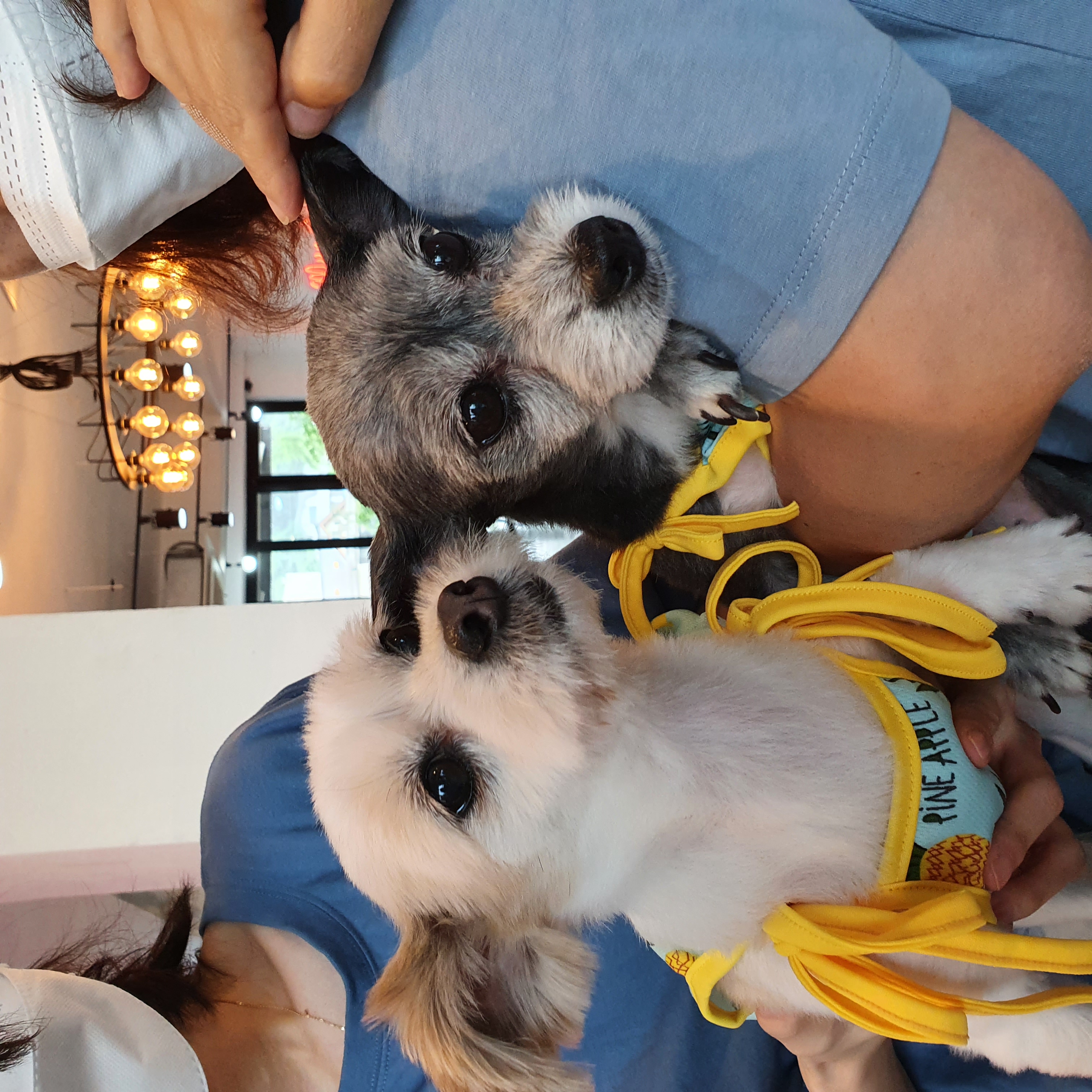 꿈이(금이)의 입양 1년 후기입니다아~