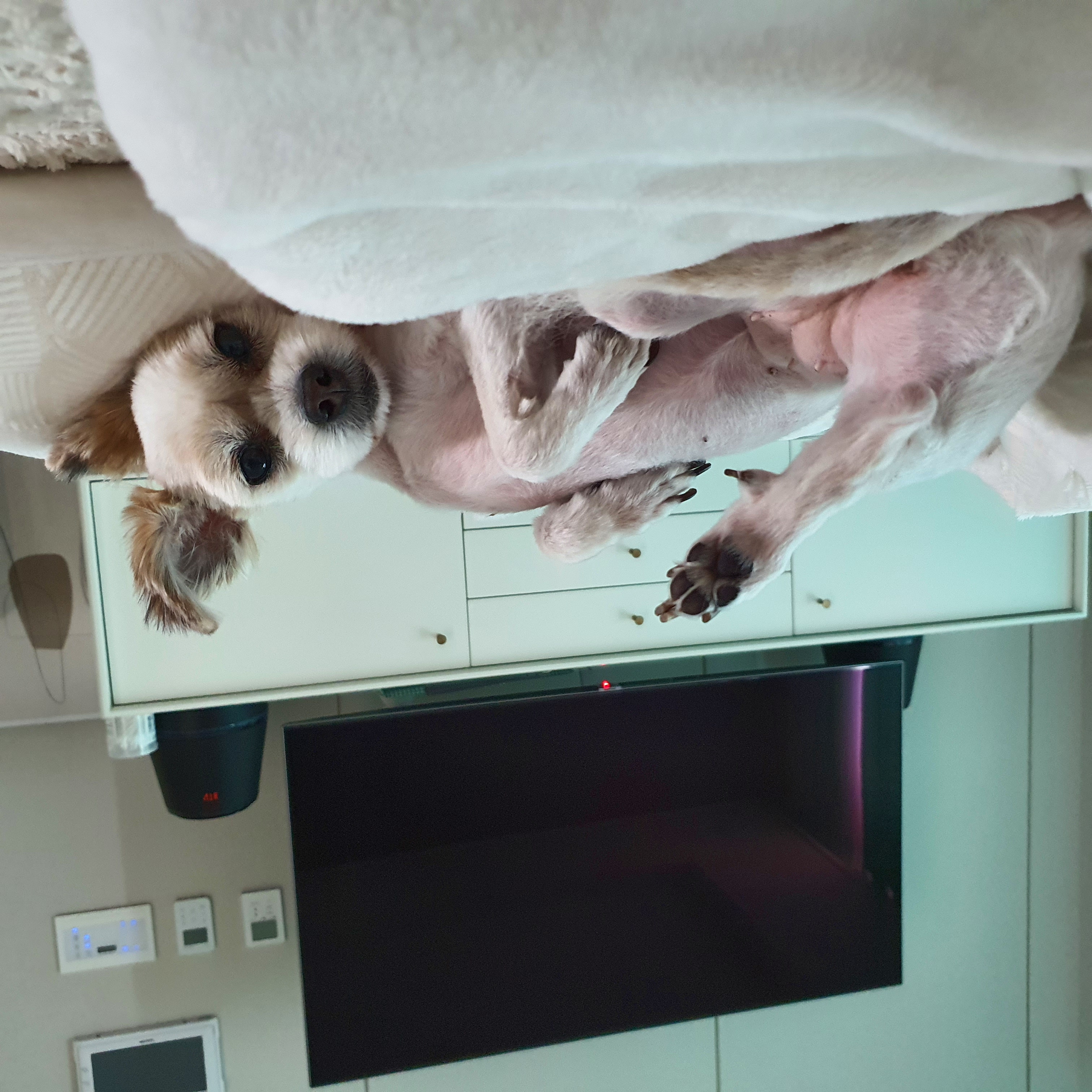 꿈이(금이)의 입양 1년 후기입니다아~