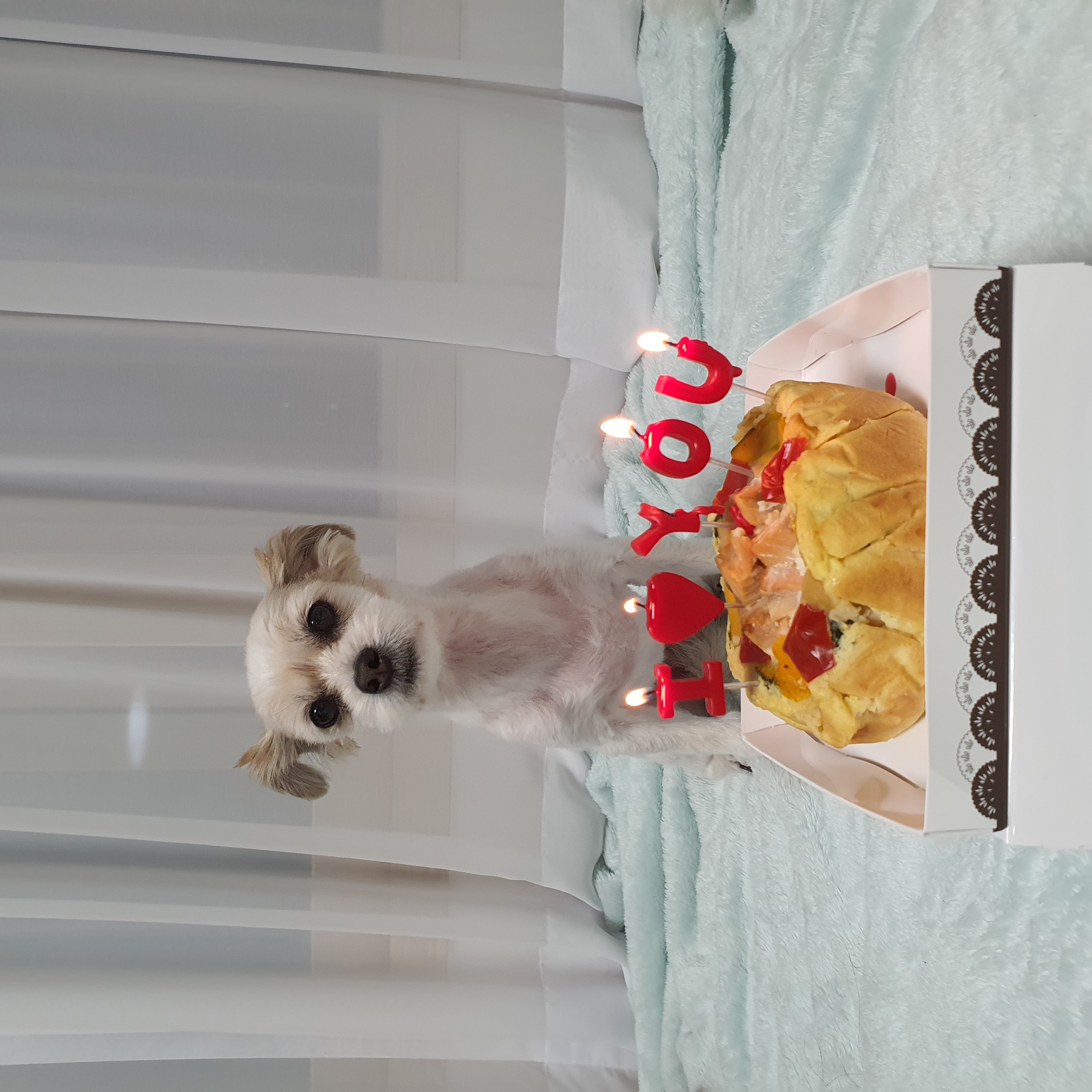 꿈이(금이)의 입양 1년 후기입니다아~