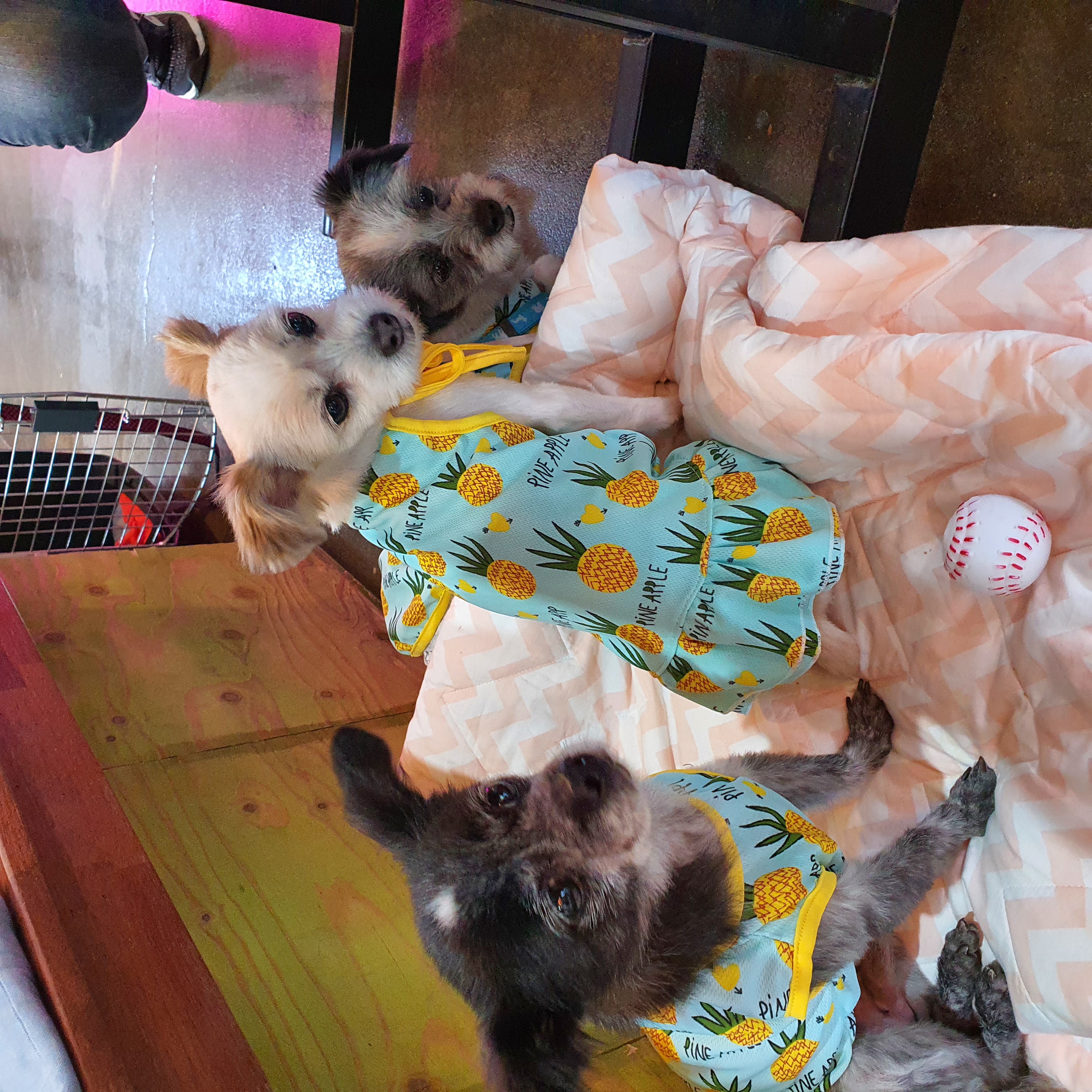 꿈이(금이)의 입양 1년 후기입니다아~