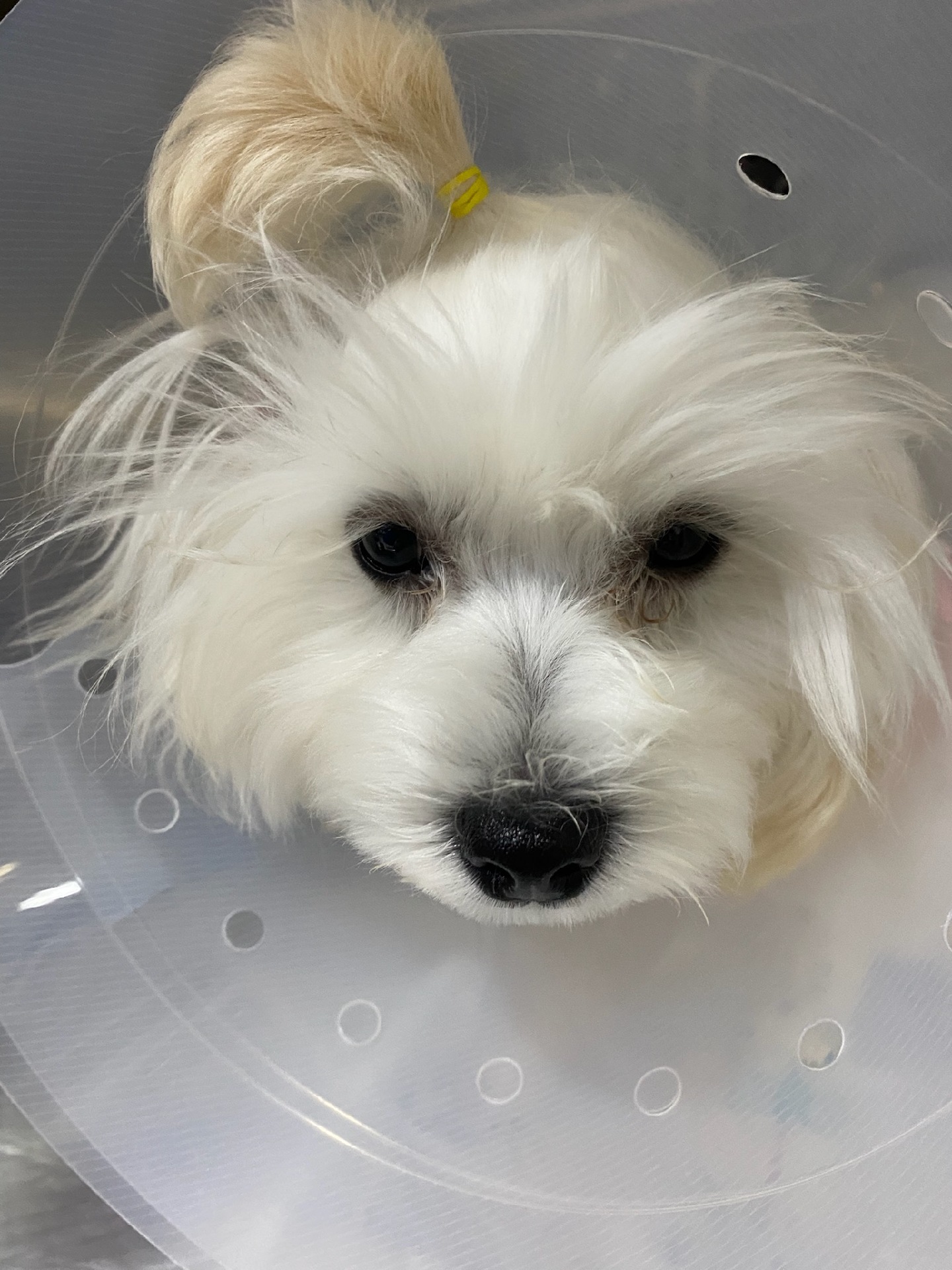 구름이 (곤지암 청일이) 3개월이 지났네요