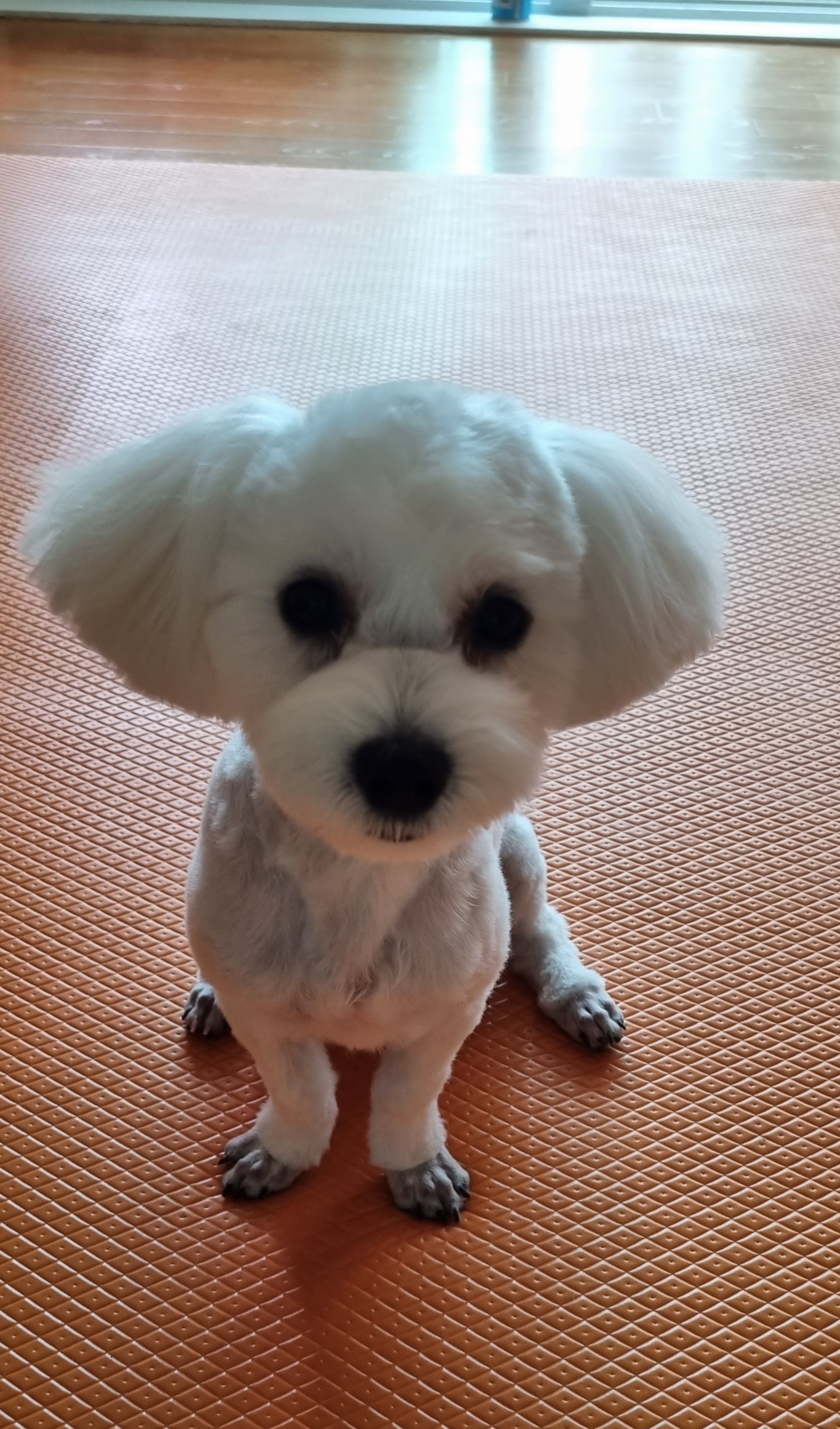 구름이 (곤지암 청일이) 3개월이 지났네요