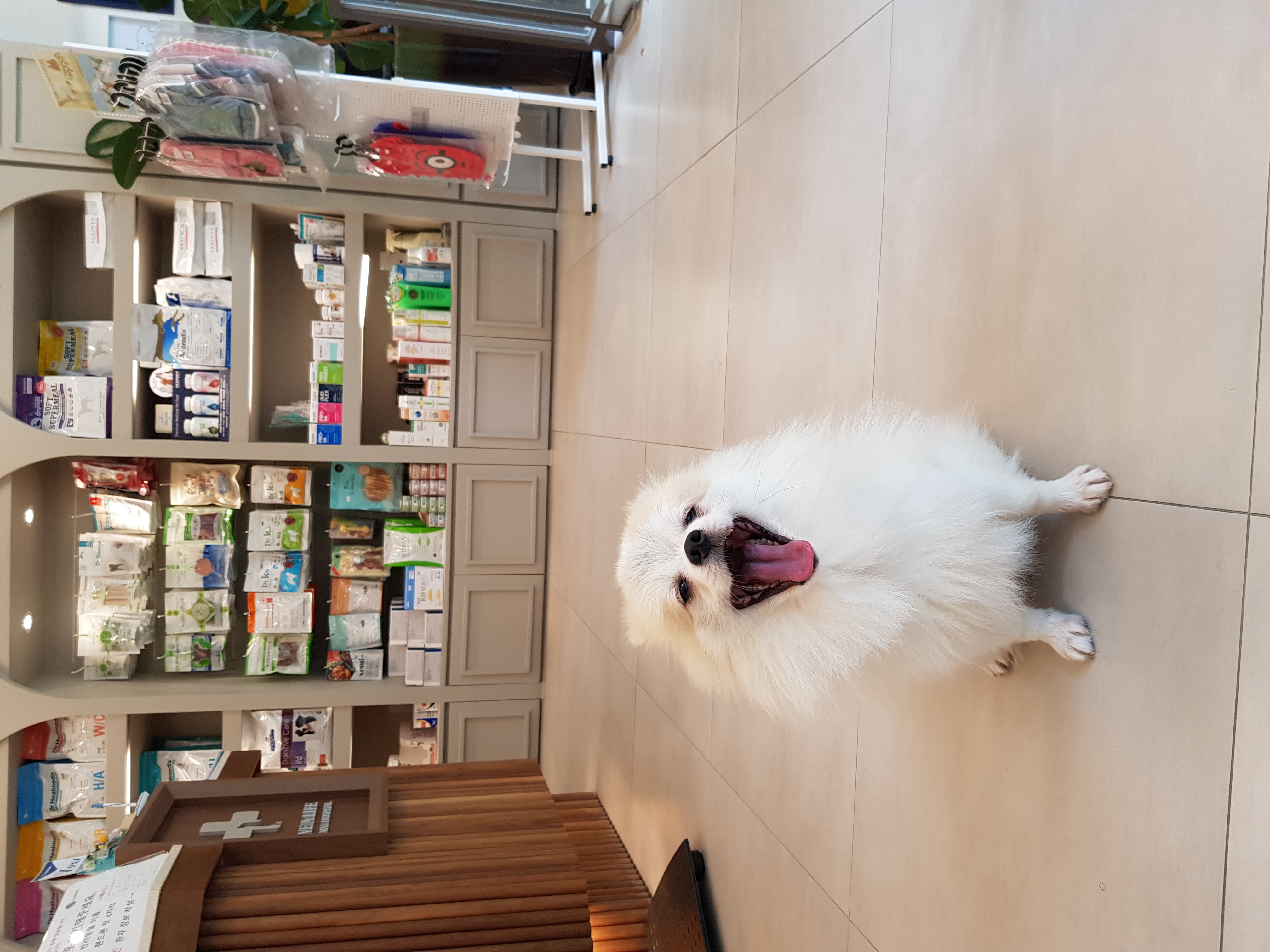 가족만난지 한달되써요~(곤지암금송이ㅡ레오)