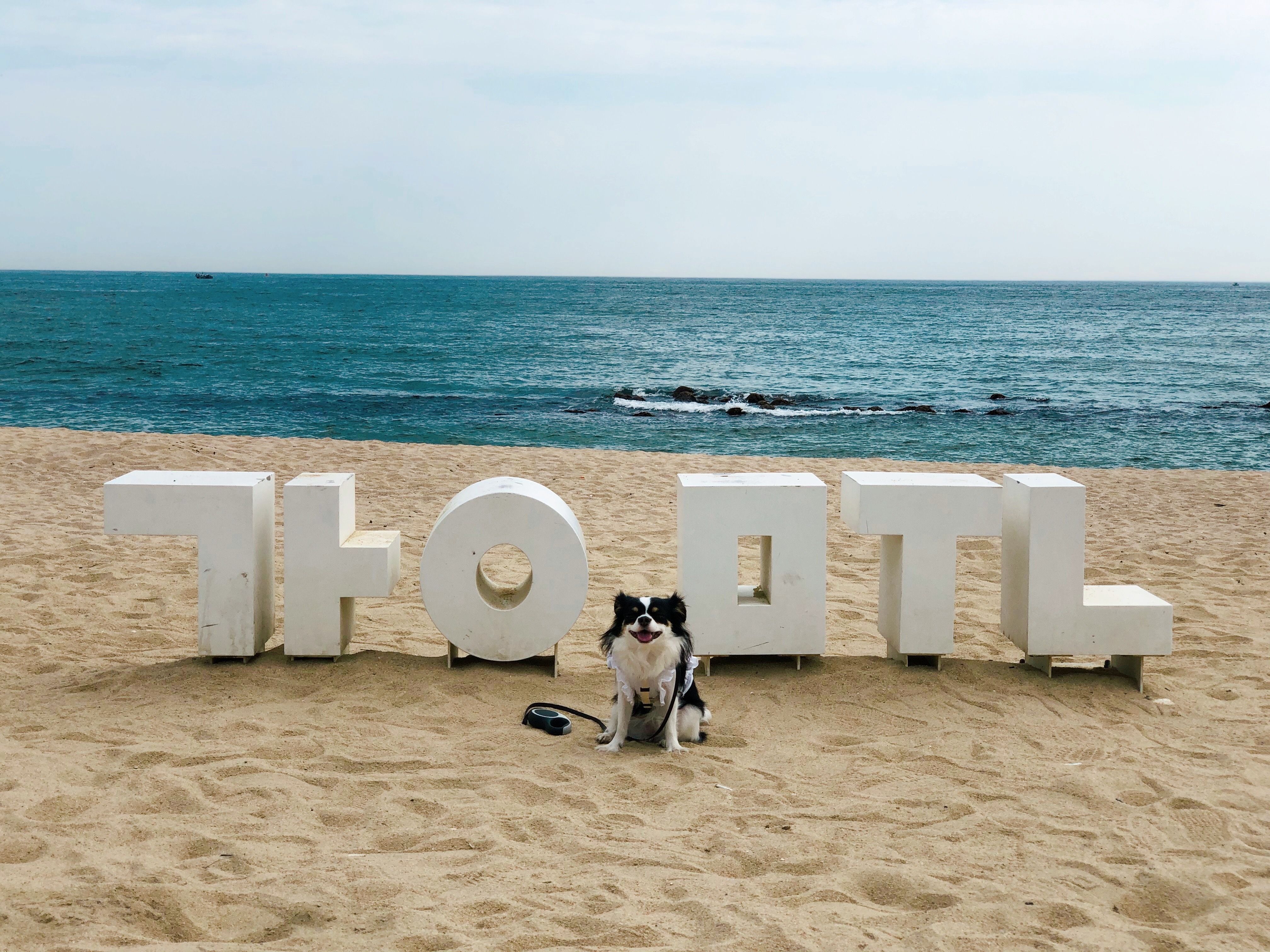 레아 입양한지 벌써 2년이 넘었네요(평택치와와태태자견)