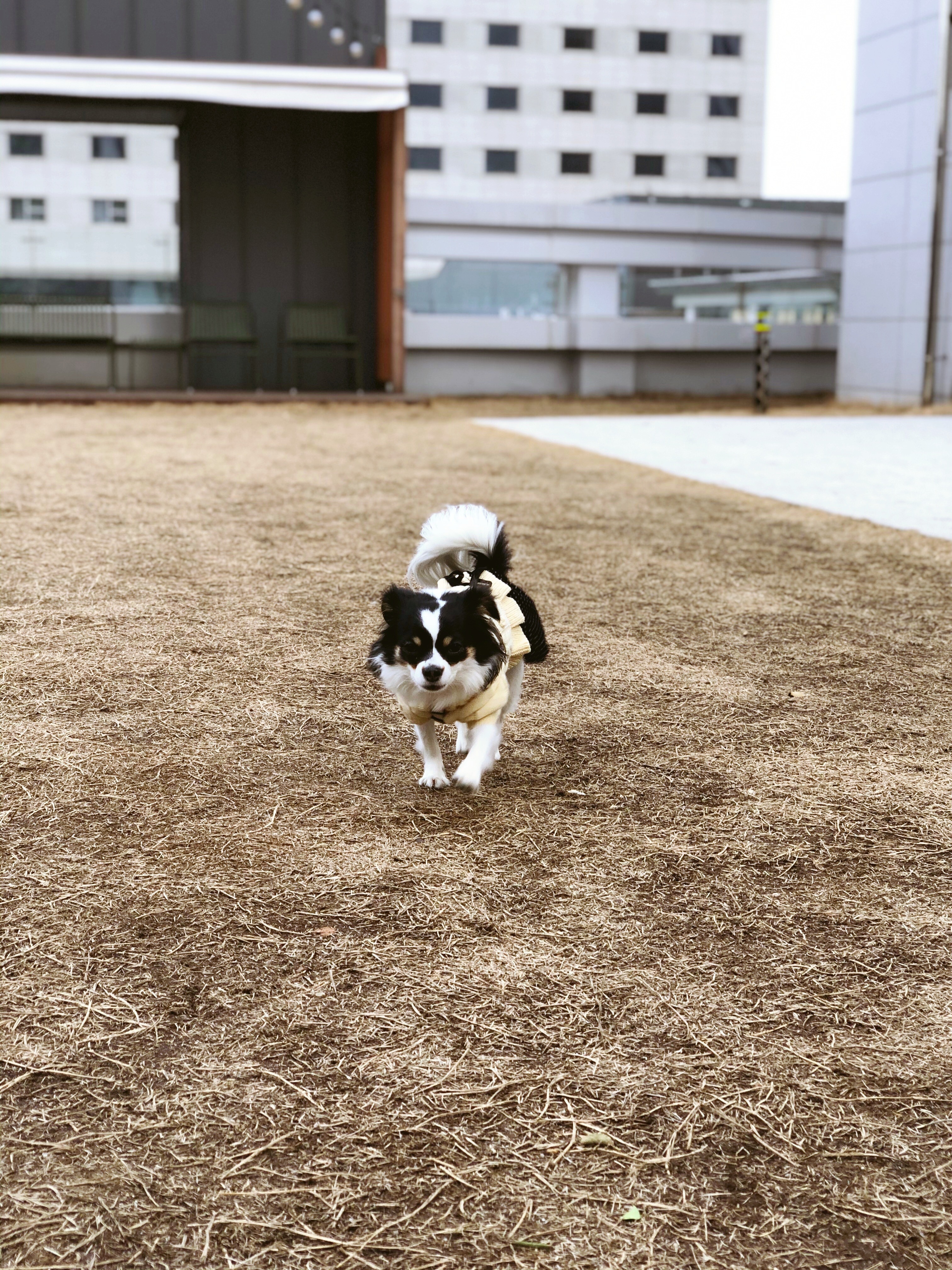 레아 입양한지 벌써 2년이 넘었네요(평택치와와태태자견)