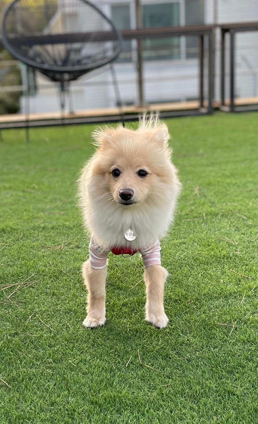 곤지암보일이(노을이입양3개월)