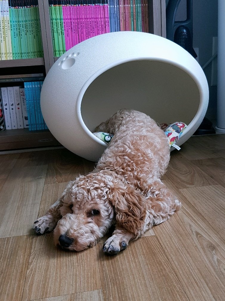 곤지암 푸일이 (코코)이 입양 3개월 입양후기 