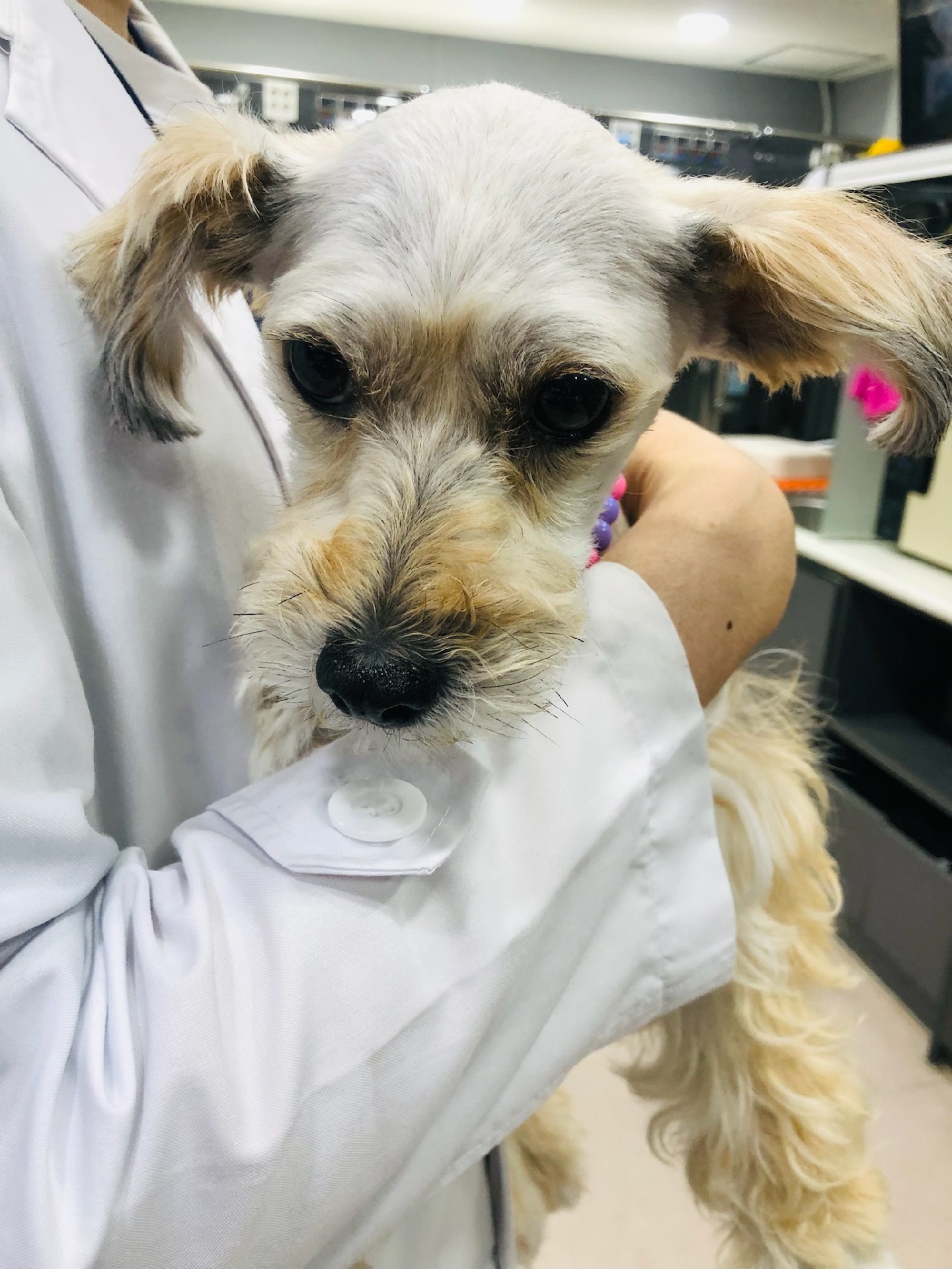 곰이(햇님이)의 두번째 입양일기