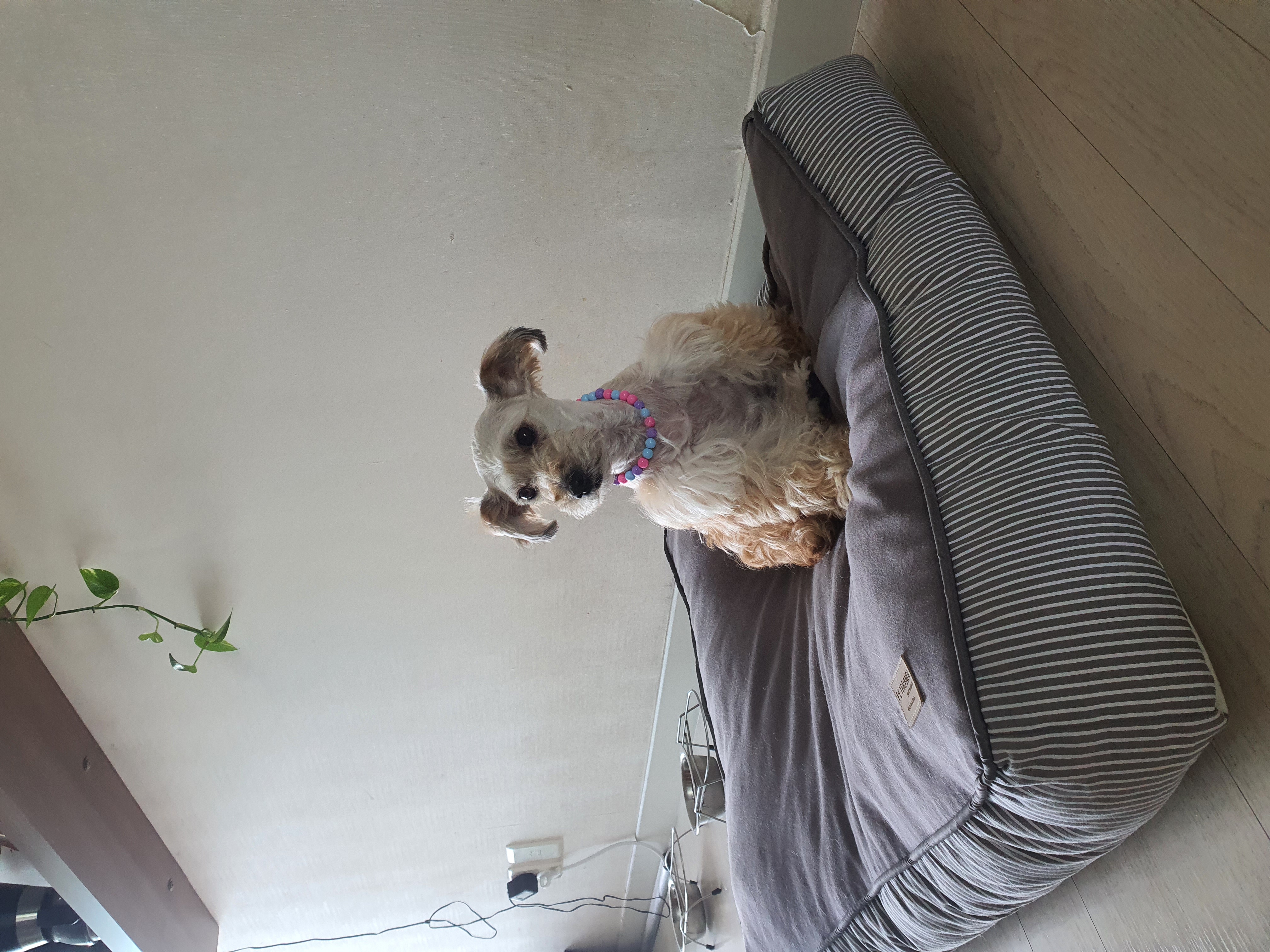 곰이(햇님이)의 두번째 입양일기