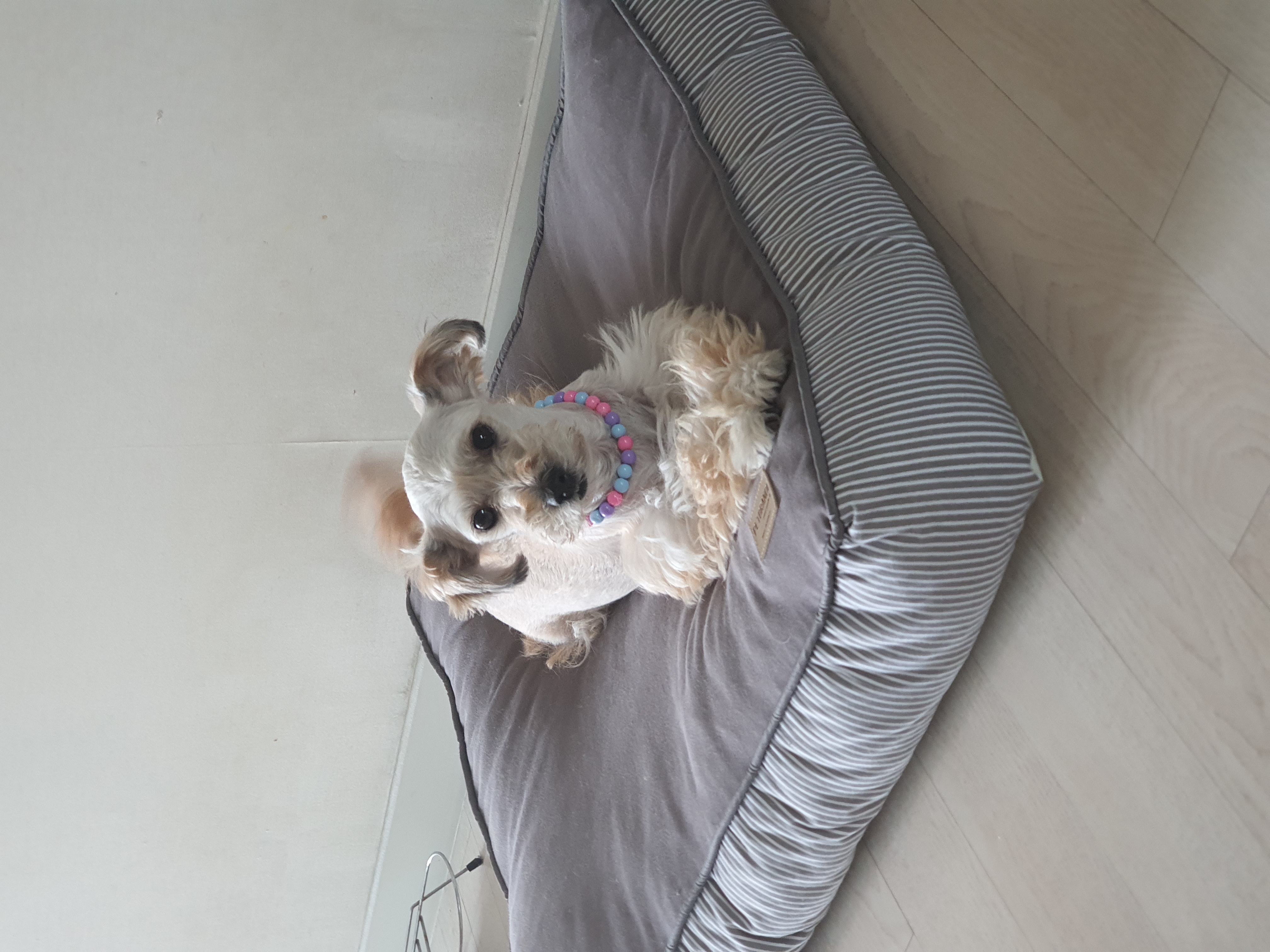 곰이(햇님이)의 두번째 입양일기