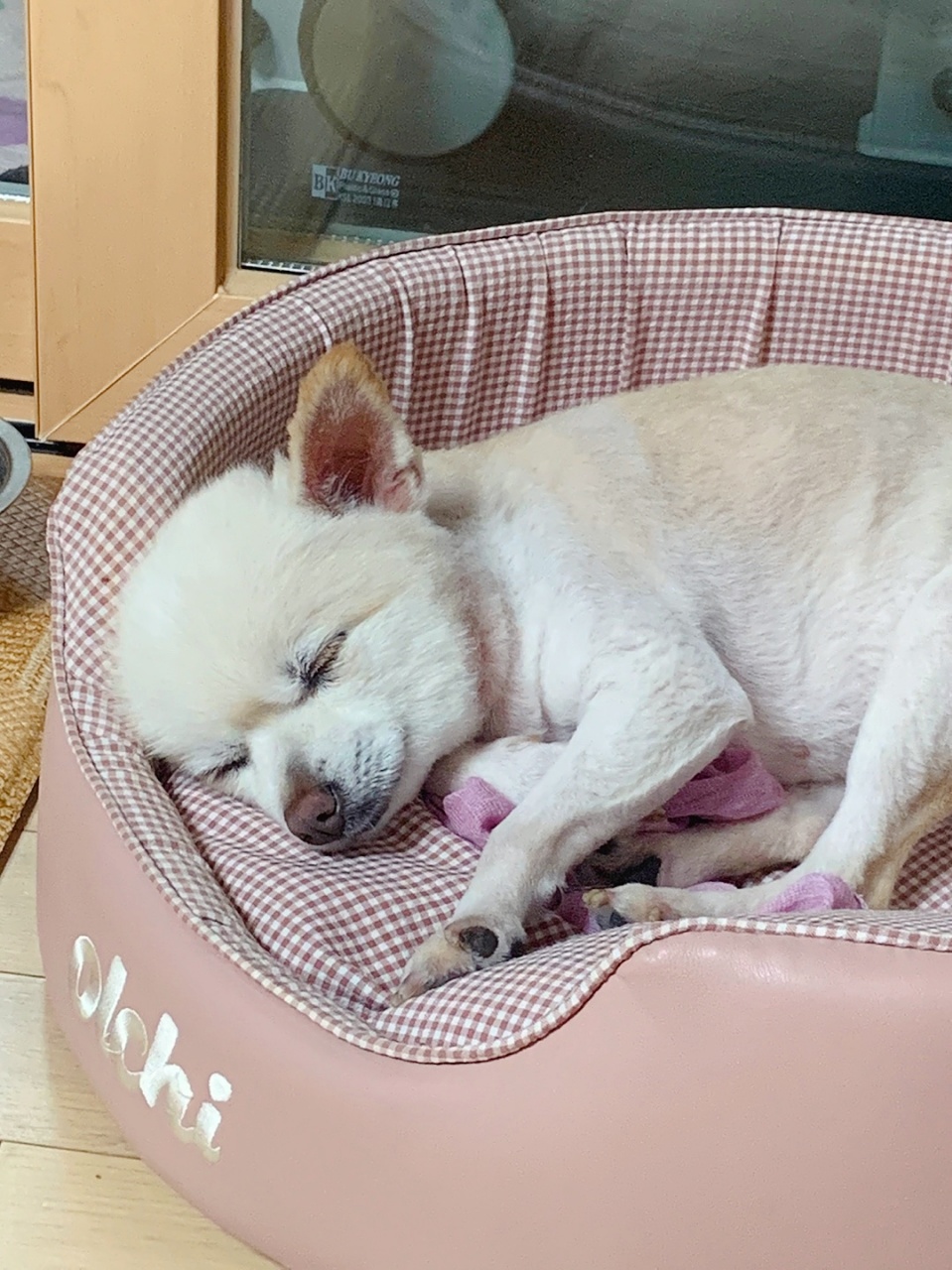 [곤지암불법번식장구조견 육곤이] 입양 첫 후기
