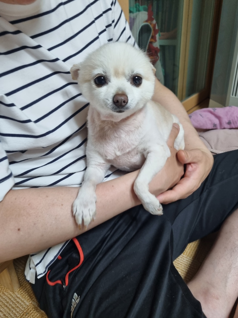 [곤지암불법번식장구조견 육곤이] 입양 첫 후기