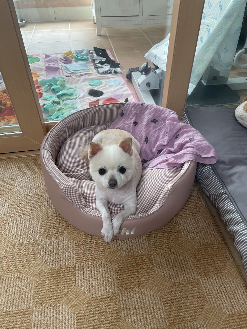 [곤지암불법번식장구조견 육곤이] 입양 첫 후기