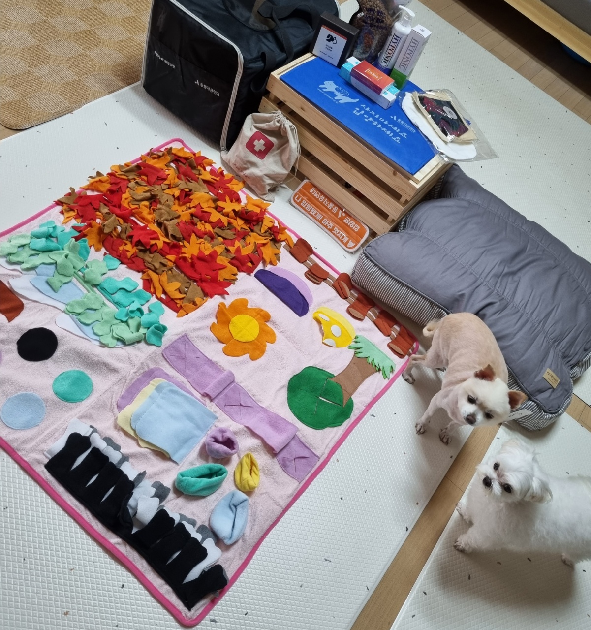 [곤지암불법번식장구조견 육곤이] 입양 첫 후기