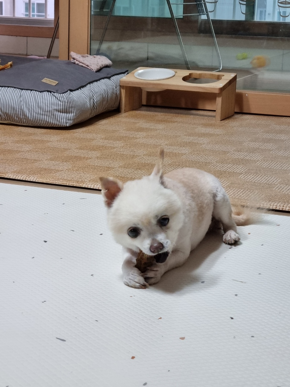 [곤지암불법번식장구조견 육곤이] 입양 첫 후기