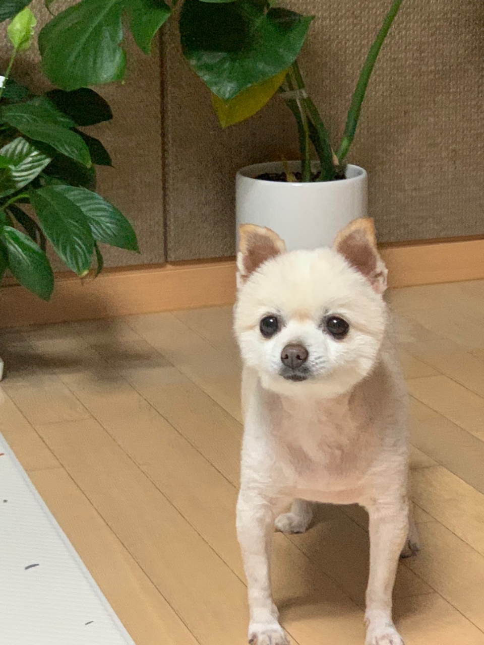 [곤지암불법번식장구조견 육곤이] 입양 첫 후기