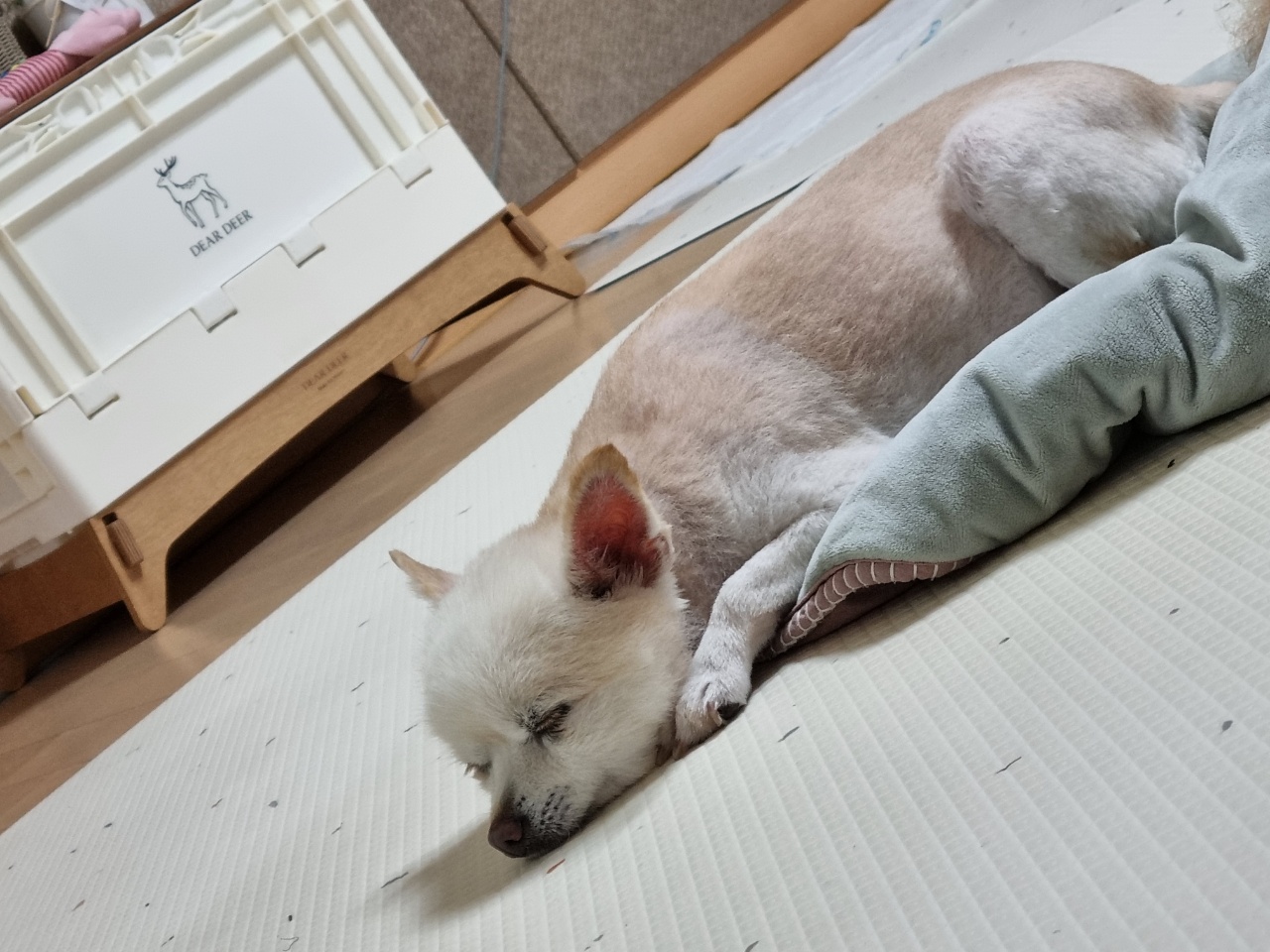 [곤지암불법번식장구조견 육곤이] 입양 첫 후기