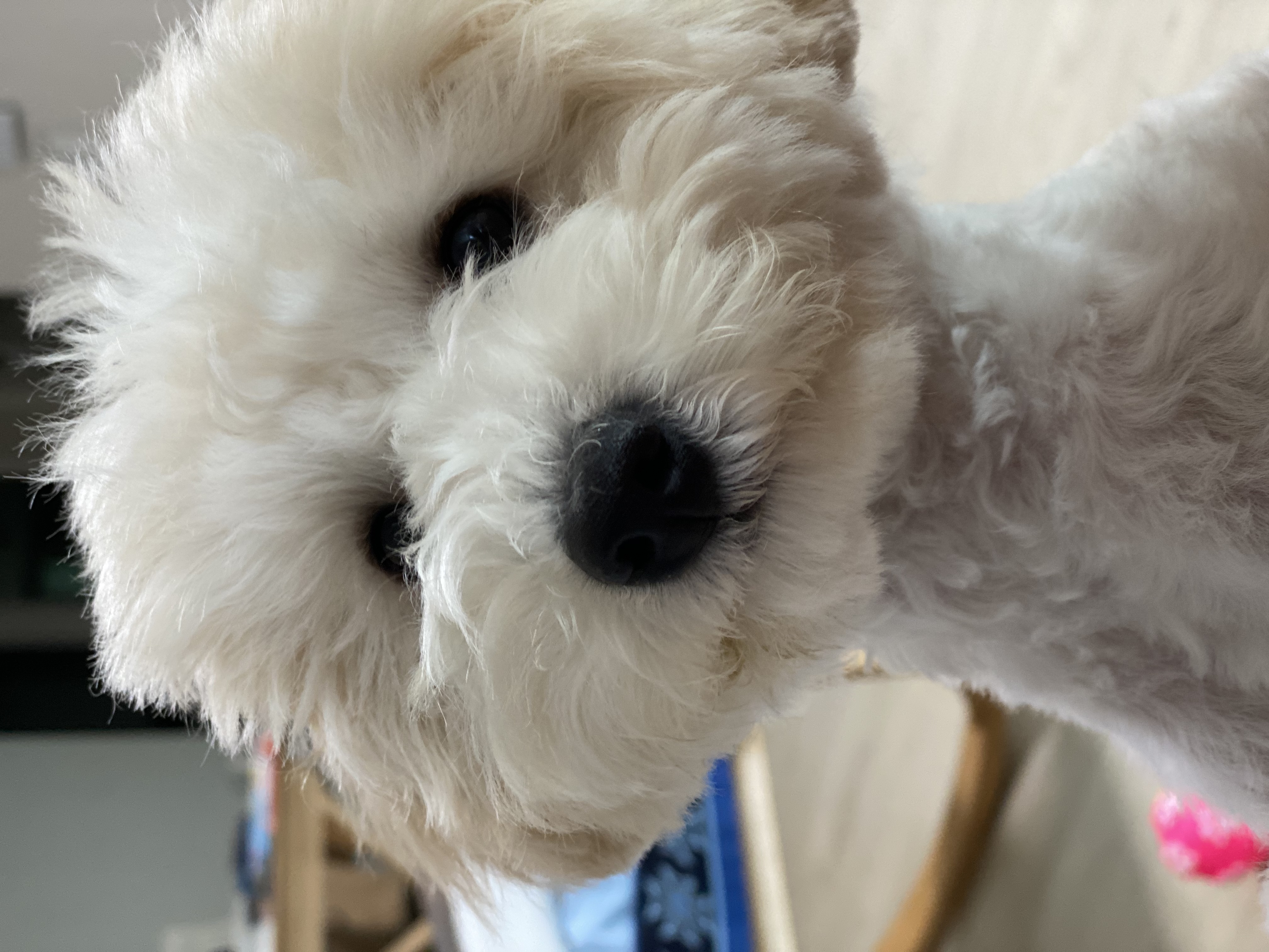 심쿵이 3개월 입양 후기 입니다_(구)연지