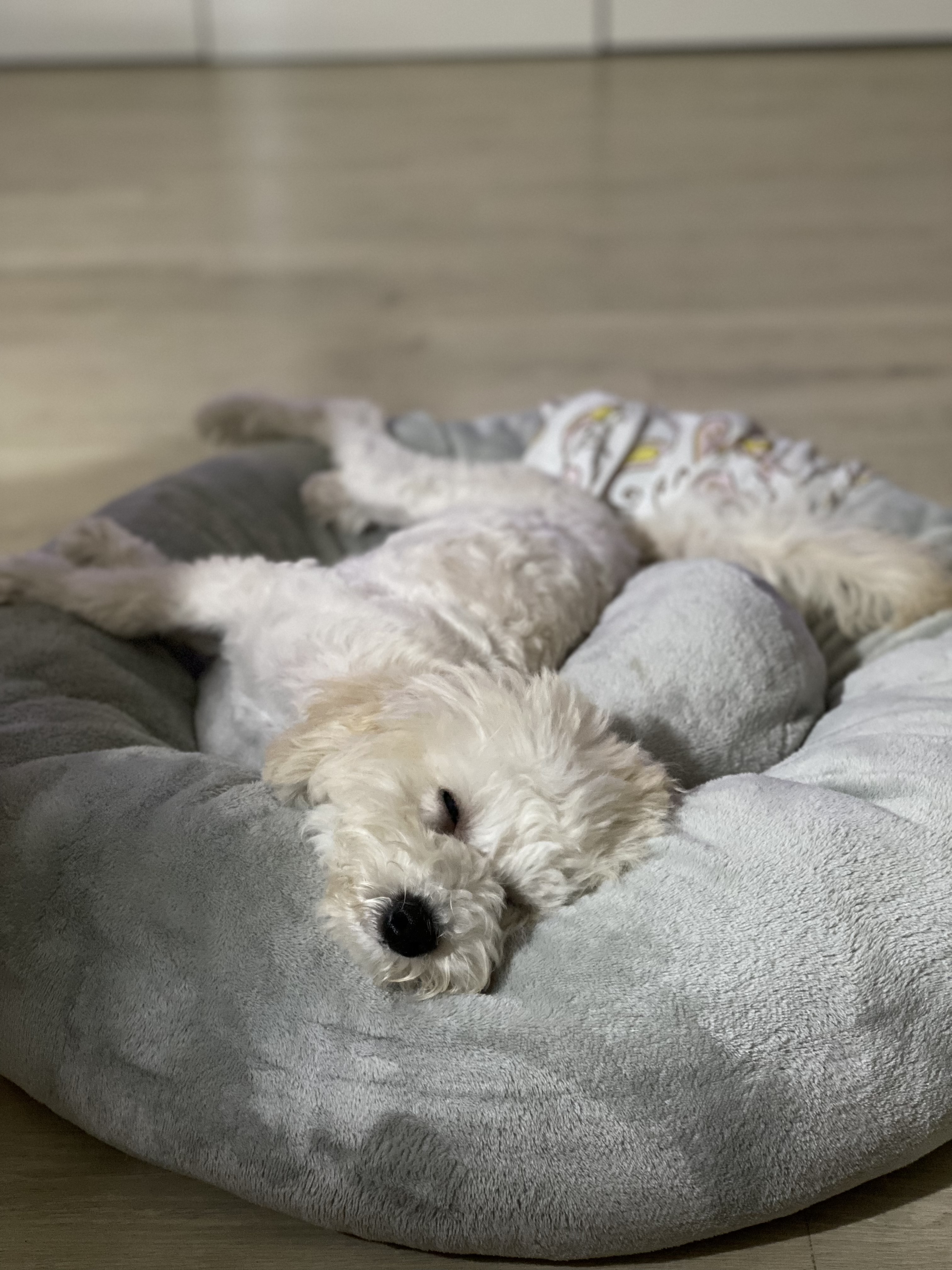 심쿵이 3개월 입양 후기 입니다_(구)연지