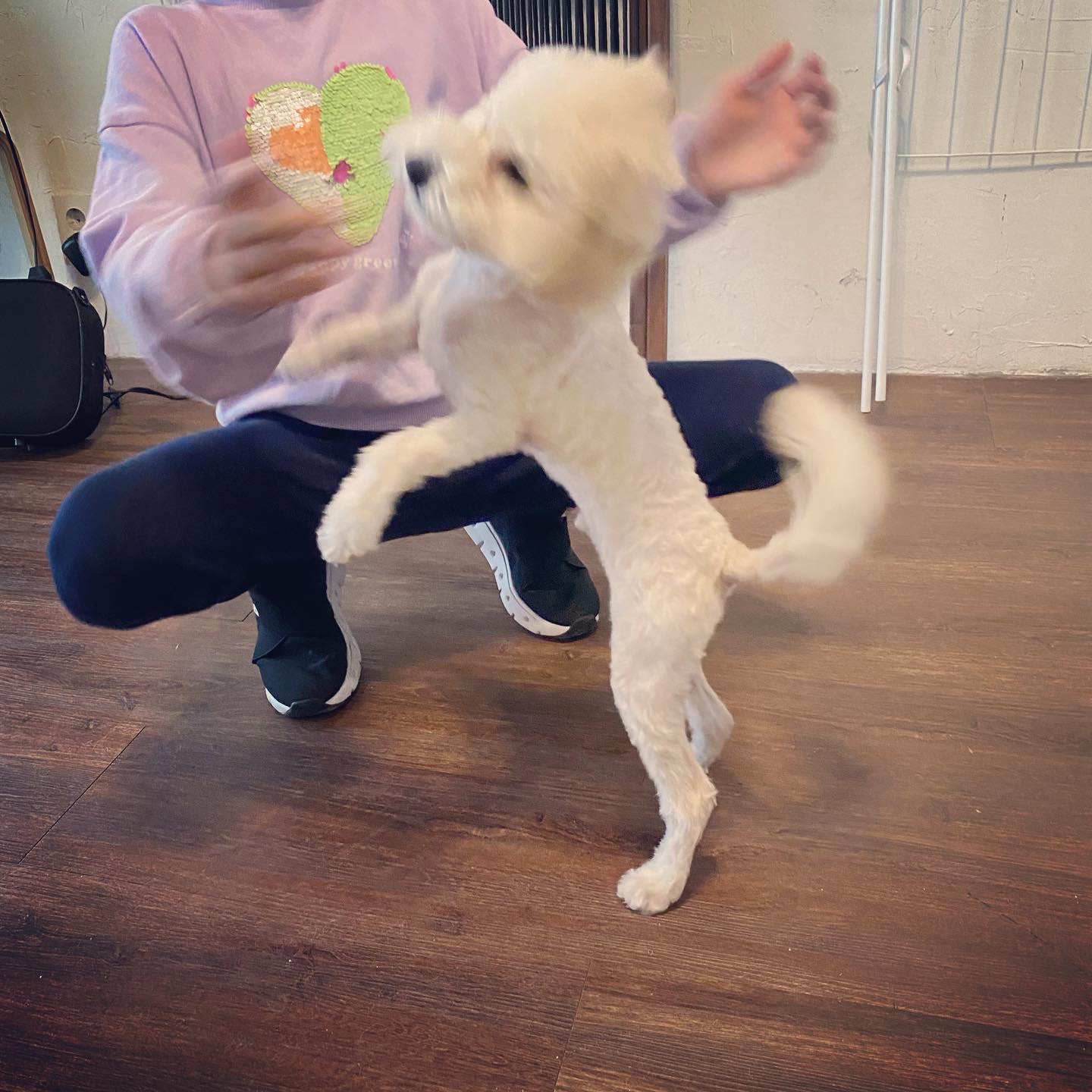 심쿵이 3개월 입양 후기 입니다_(구)연지