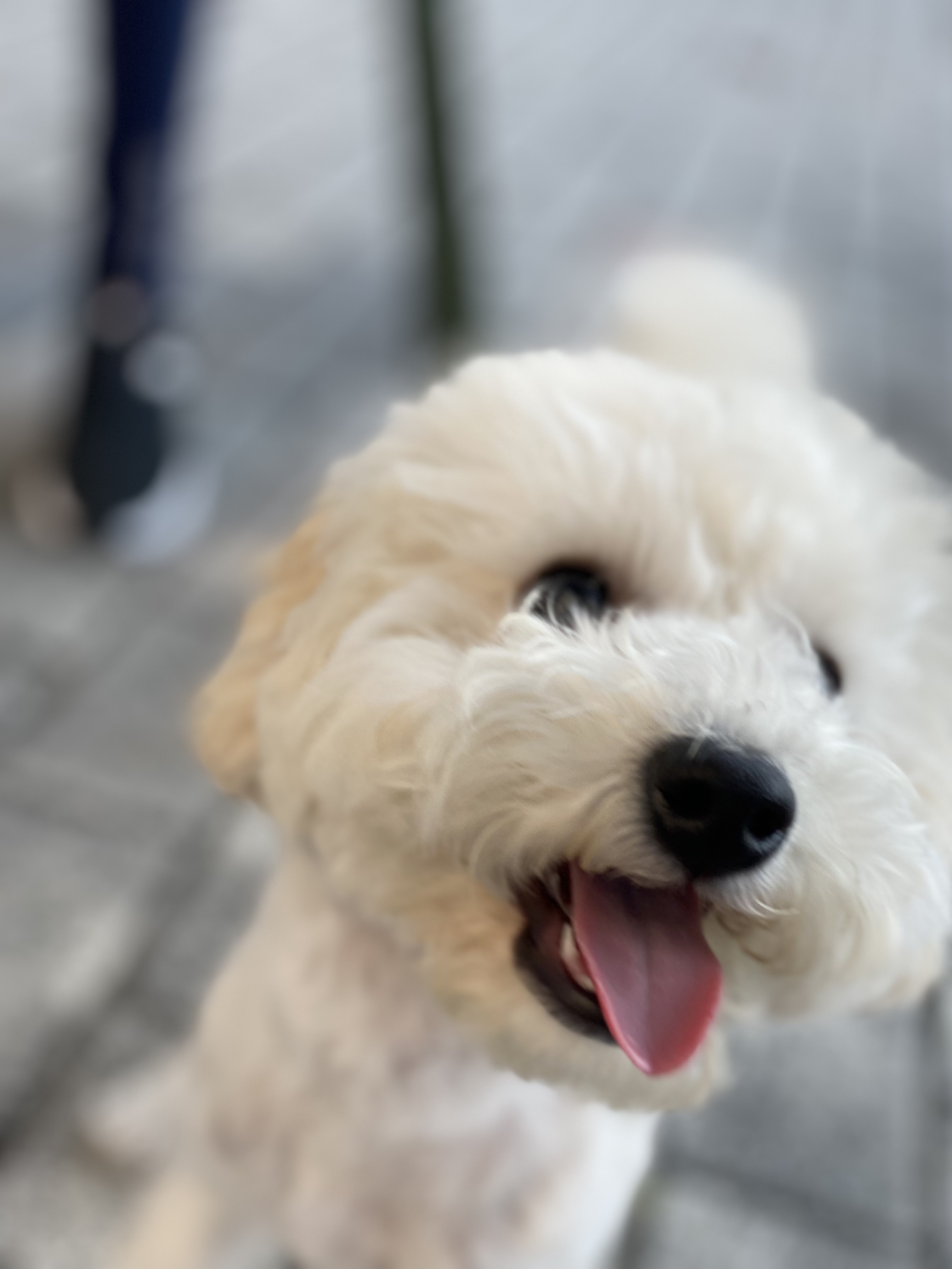 심쿵이 3개월 입양 후기 입니다_(구)연지