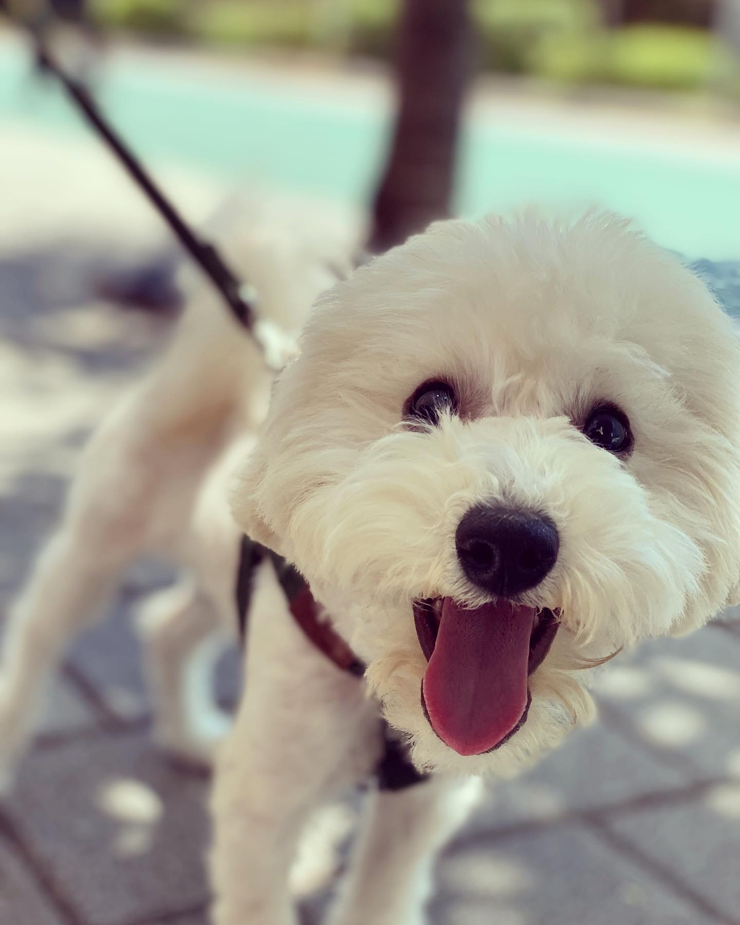 심쿵이 3개월 입양 후기 입니다_(구)연지