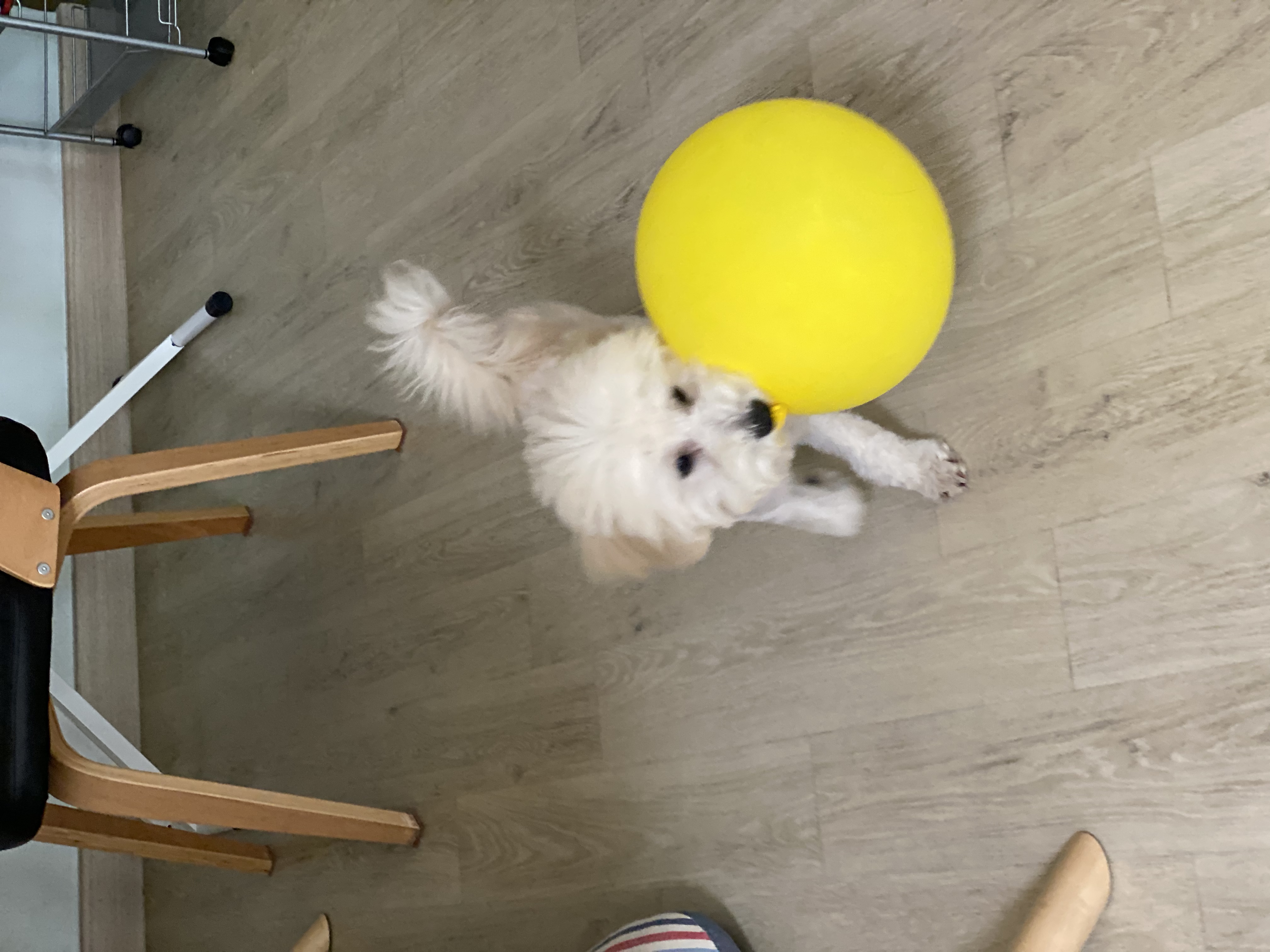 심쿵이 3개월 입양 후기 입니다_(구)연지