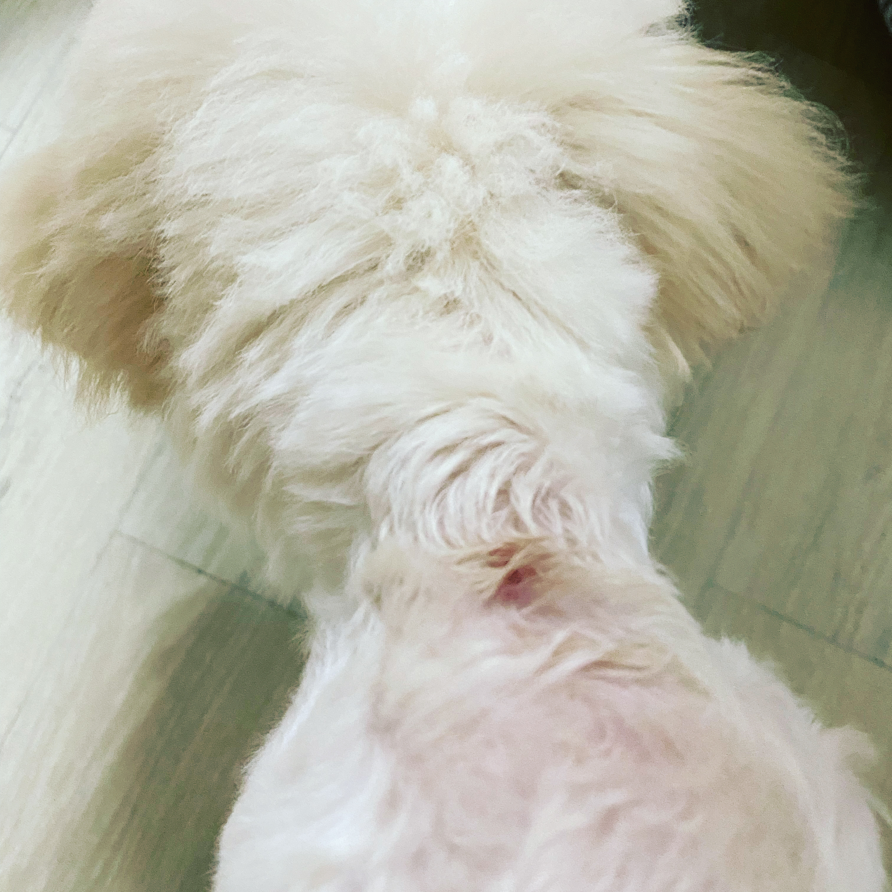 심쿵이 3개월 입양 후기 입니다_(구)연지