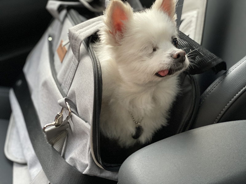 첫눈에 반한 그림이(곤지암-14)를 입양하기까지