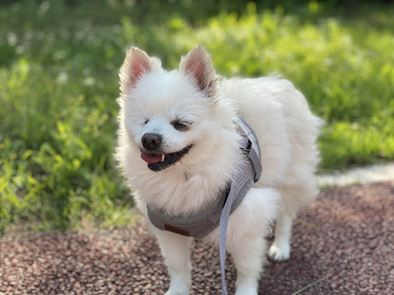 첫눈에 반한 그림이(곤지암-14)를 입양하기까지