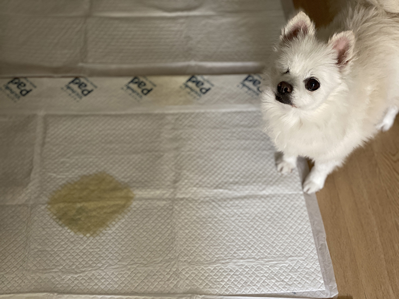 첫눈에 반한 그림이(곤지암-14)를 입양하기까지