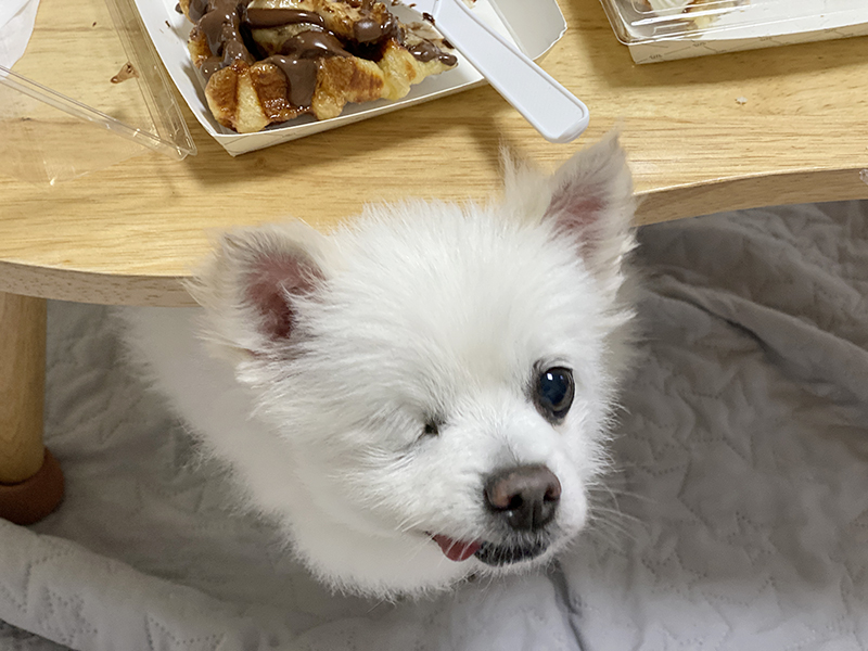 첫눈에 반한 그림이(곤지암-14)를 입양하기까지