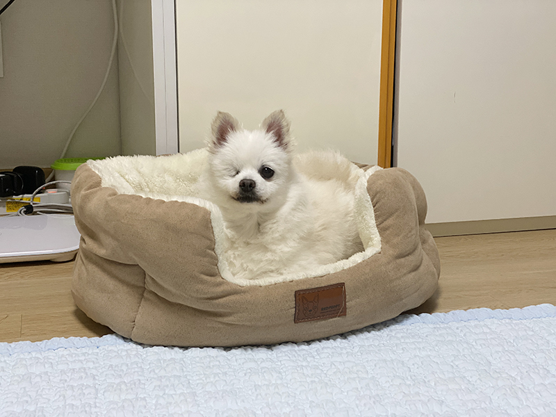 첫눈에 반한 그림이(곤지암-14)를 입양하기까지