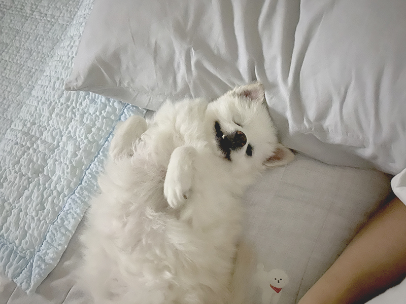 첫눈에 반한 그림이(곤지암-14)를 입양하기까지