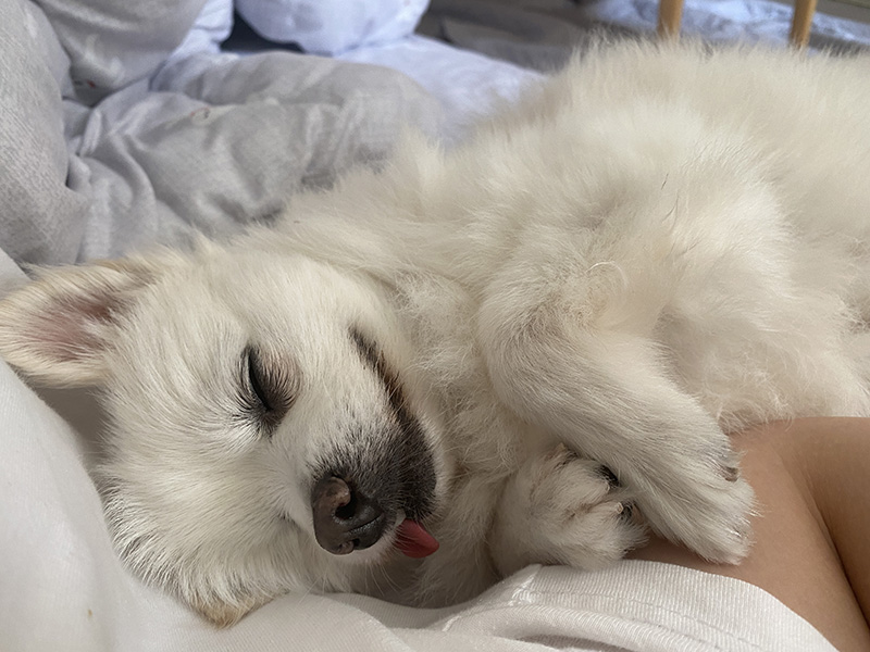 첫눈에 반한 그림이(곤지암-14)를 입양하기까지