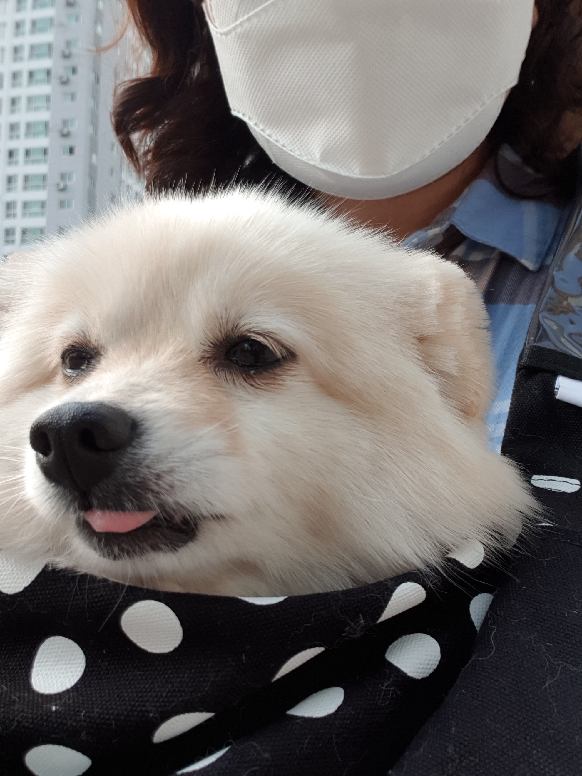 곤지암 단밤이 입양 후 3개월 이야기