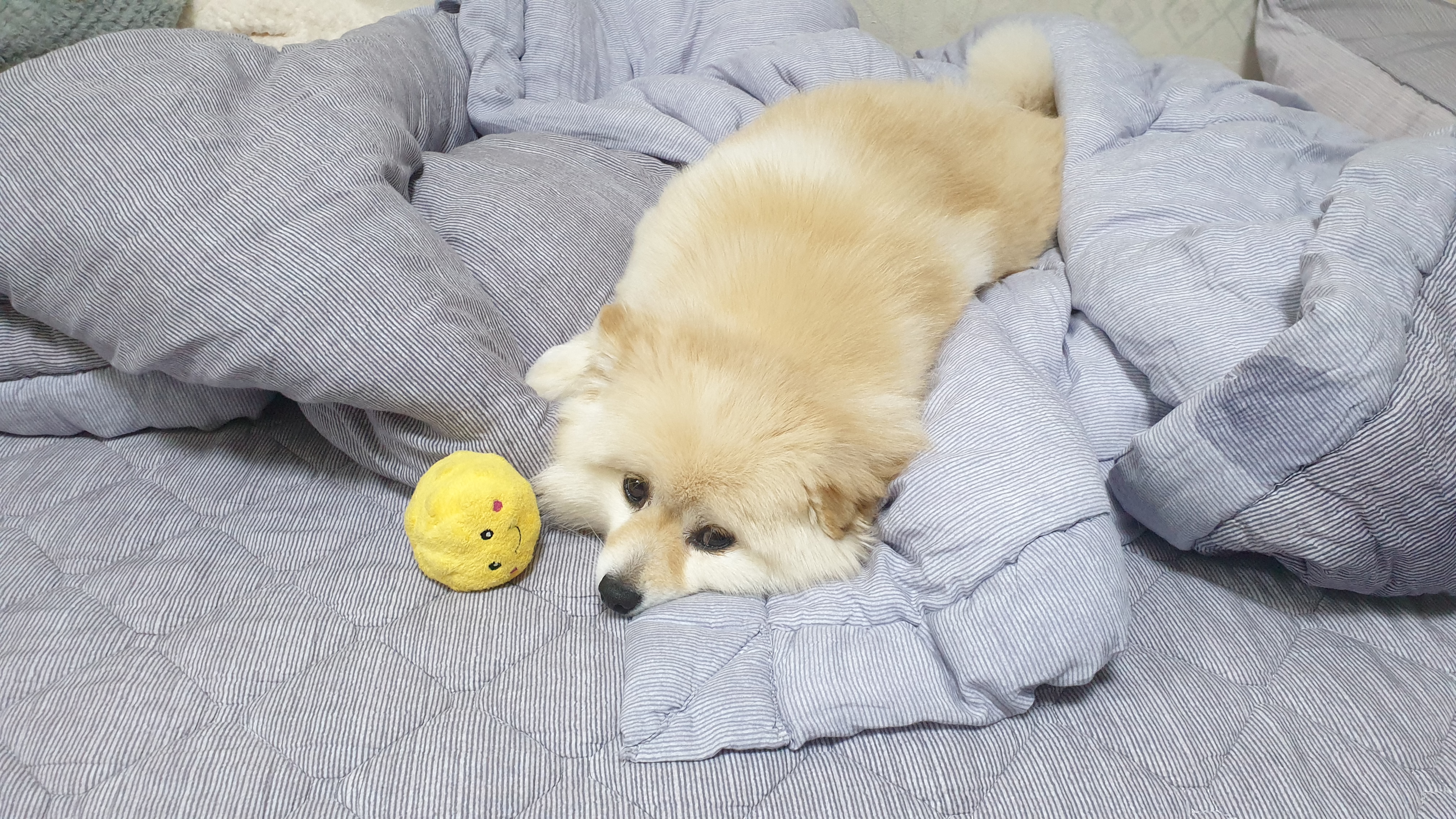 곤지암 단밤이 입양 후 3개월 이야기