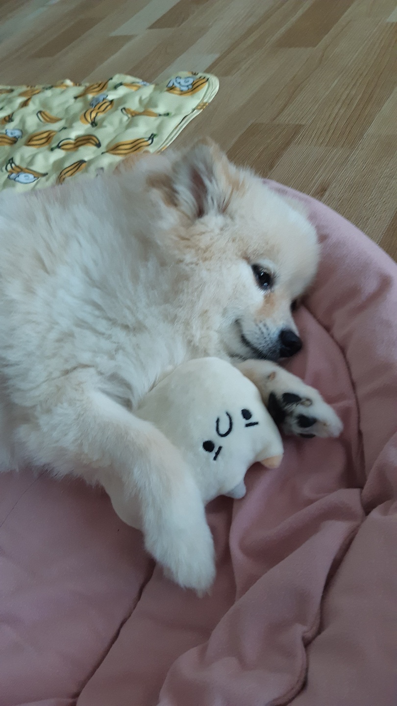 곤지암 단밤이 입양 후 3개월 이야기