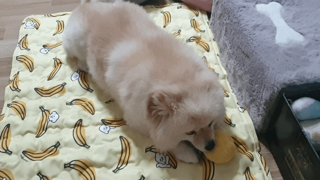 곤지암 단밤이 입양 후 3개월 이야기